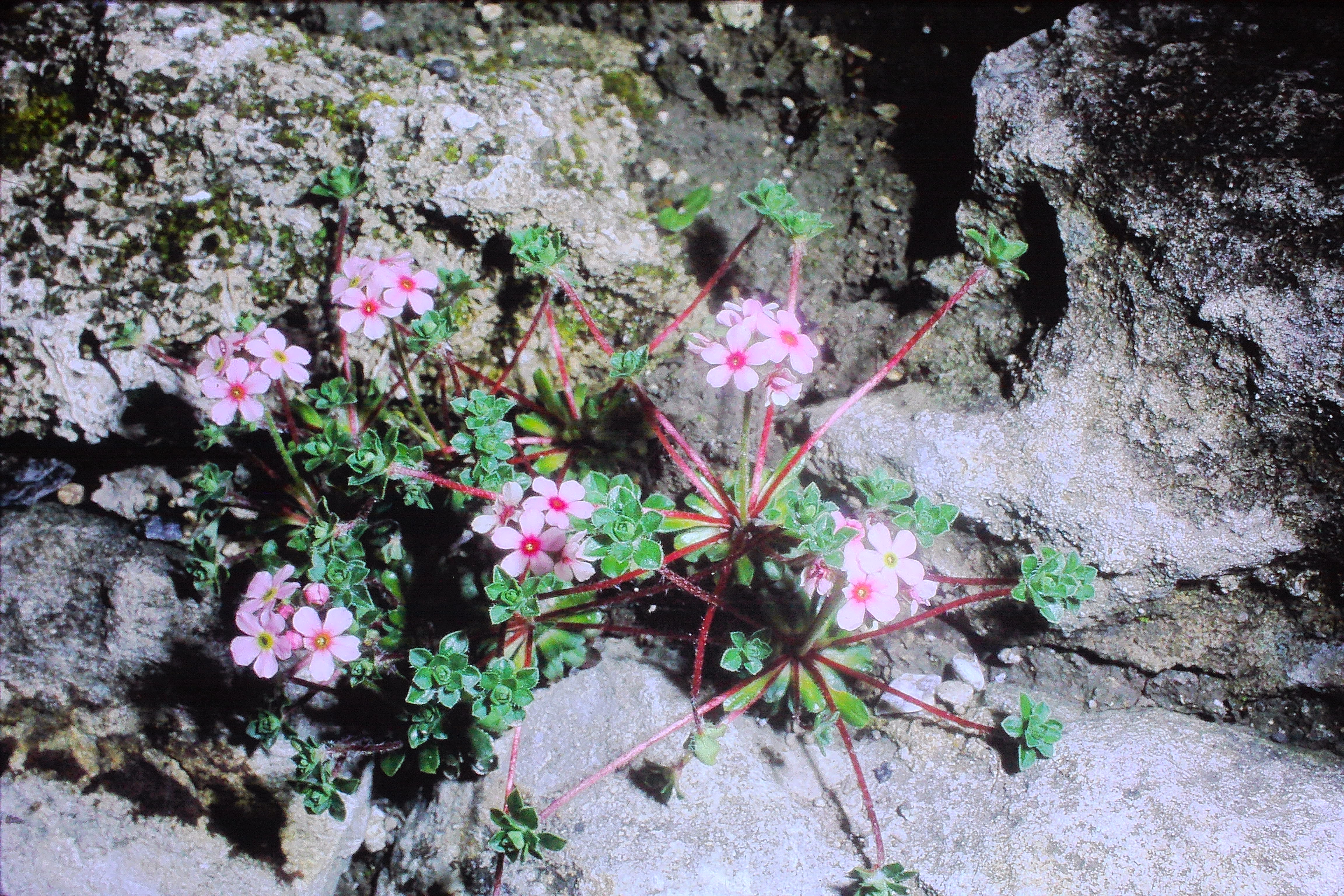 androsacemicrophyllamay70PICT00352a