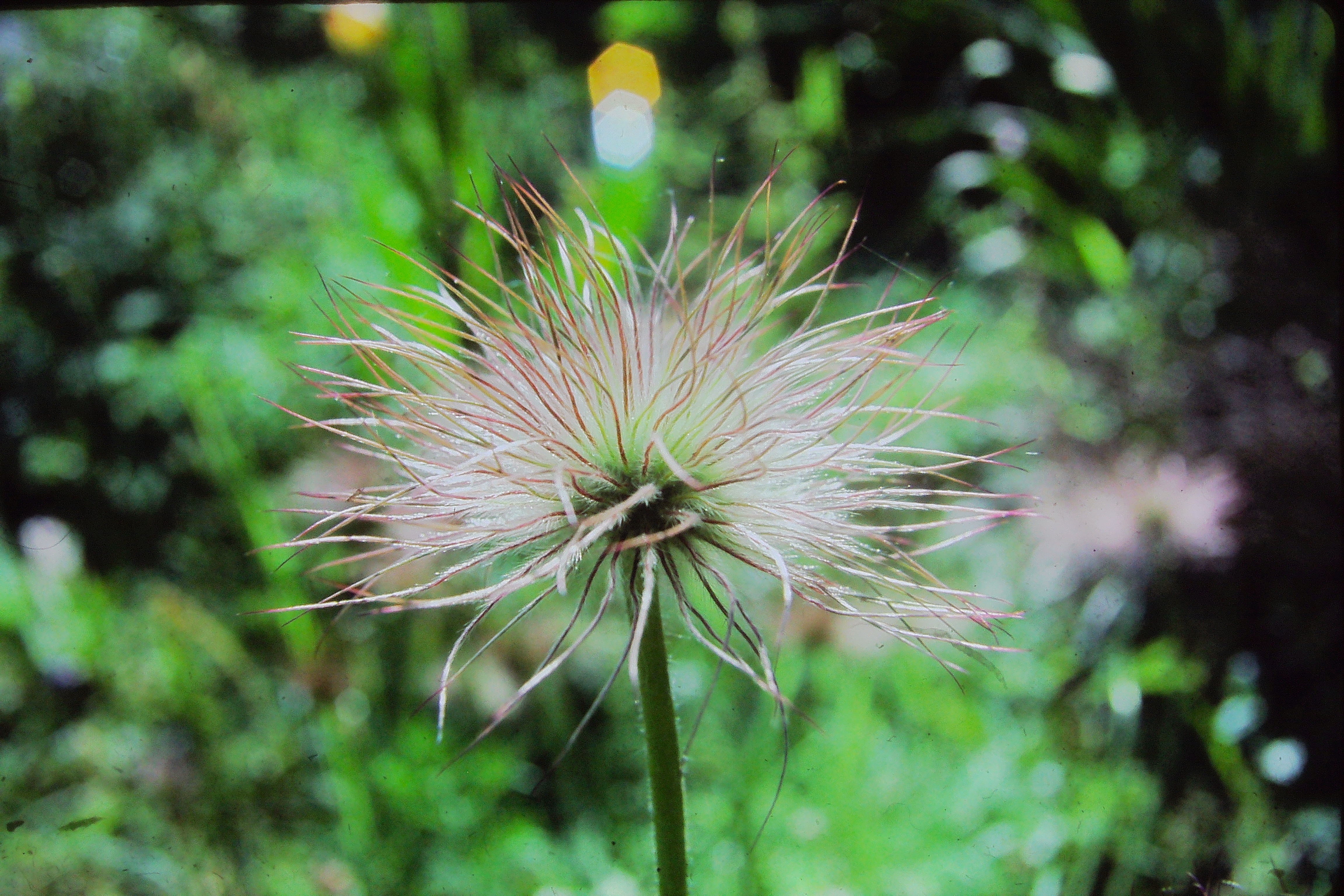 anemonepulsatillaseedheadmay85PICT00473a