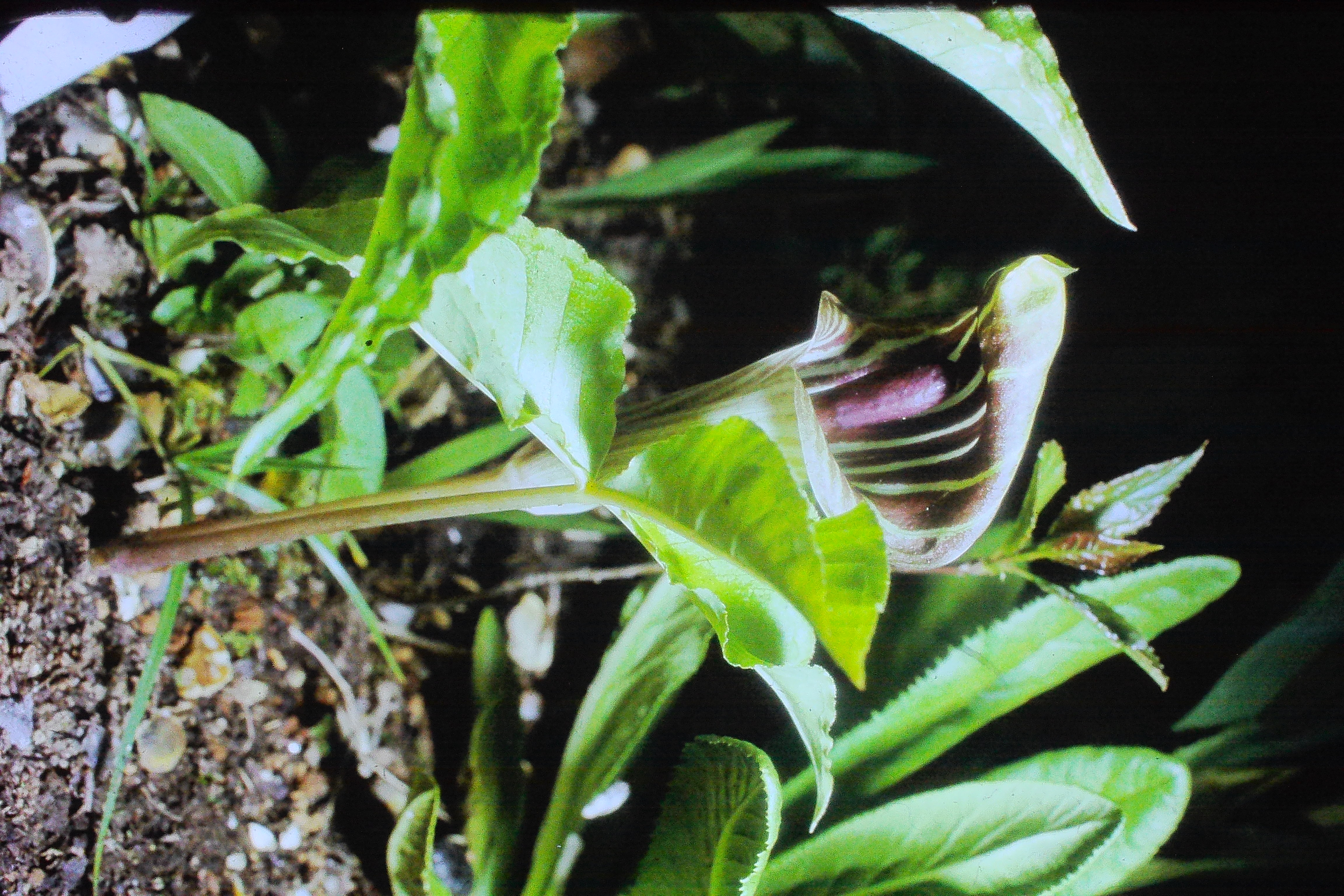 arisaematriphyllum14566PICT00555a