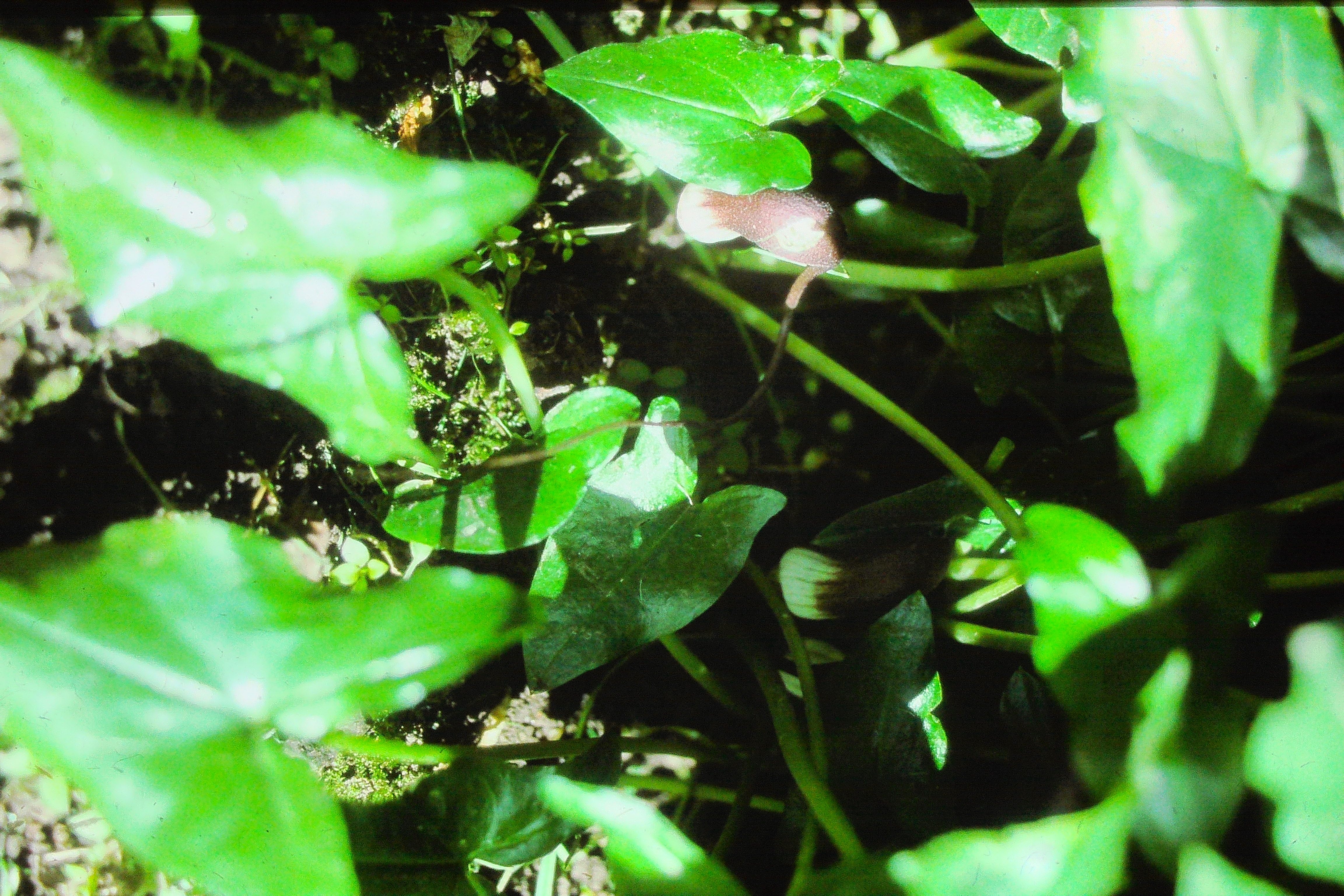arisarumproboscideummay69PICT00552a