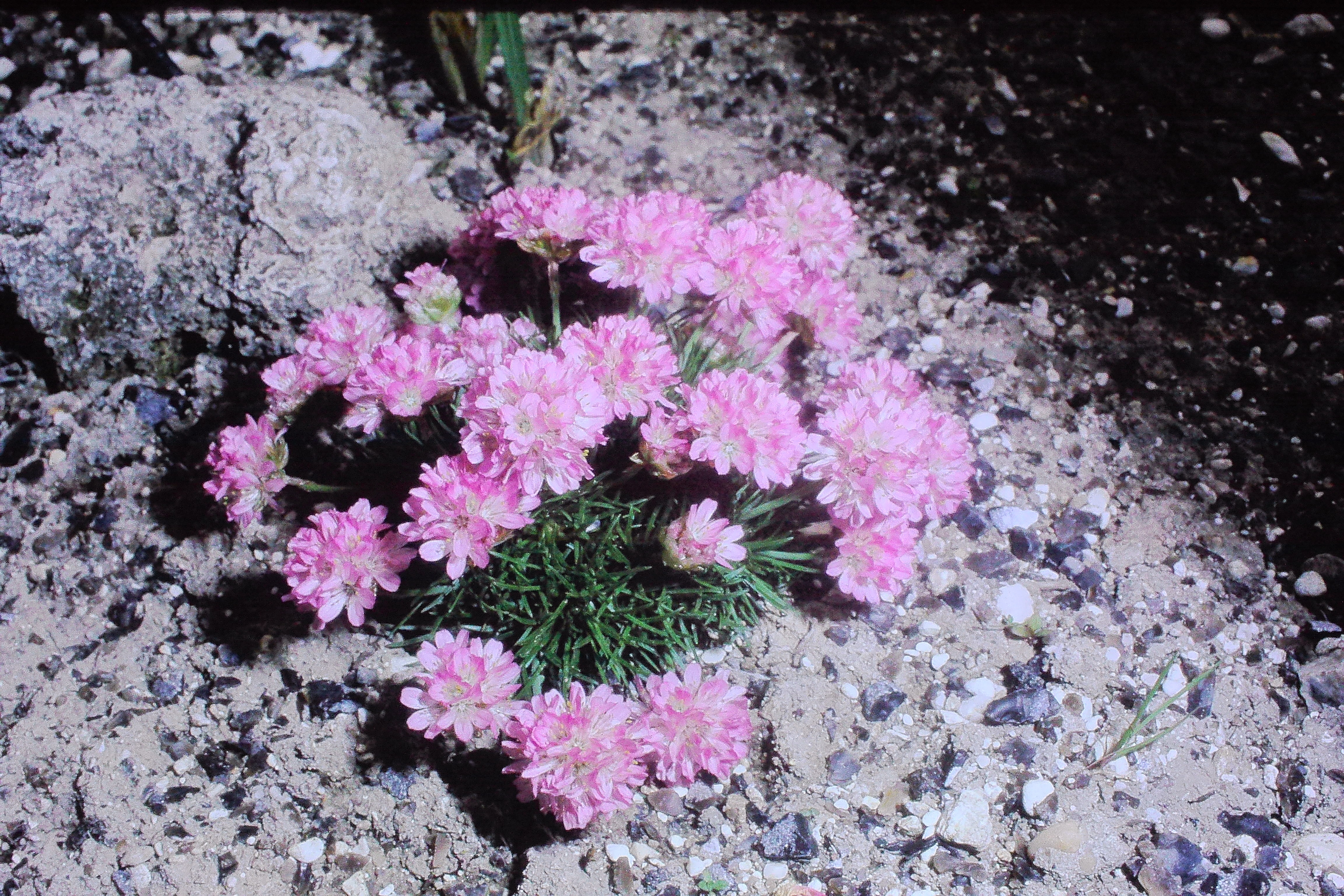armeriacaespitosabeechwoodingarden8570PICT00561a