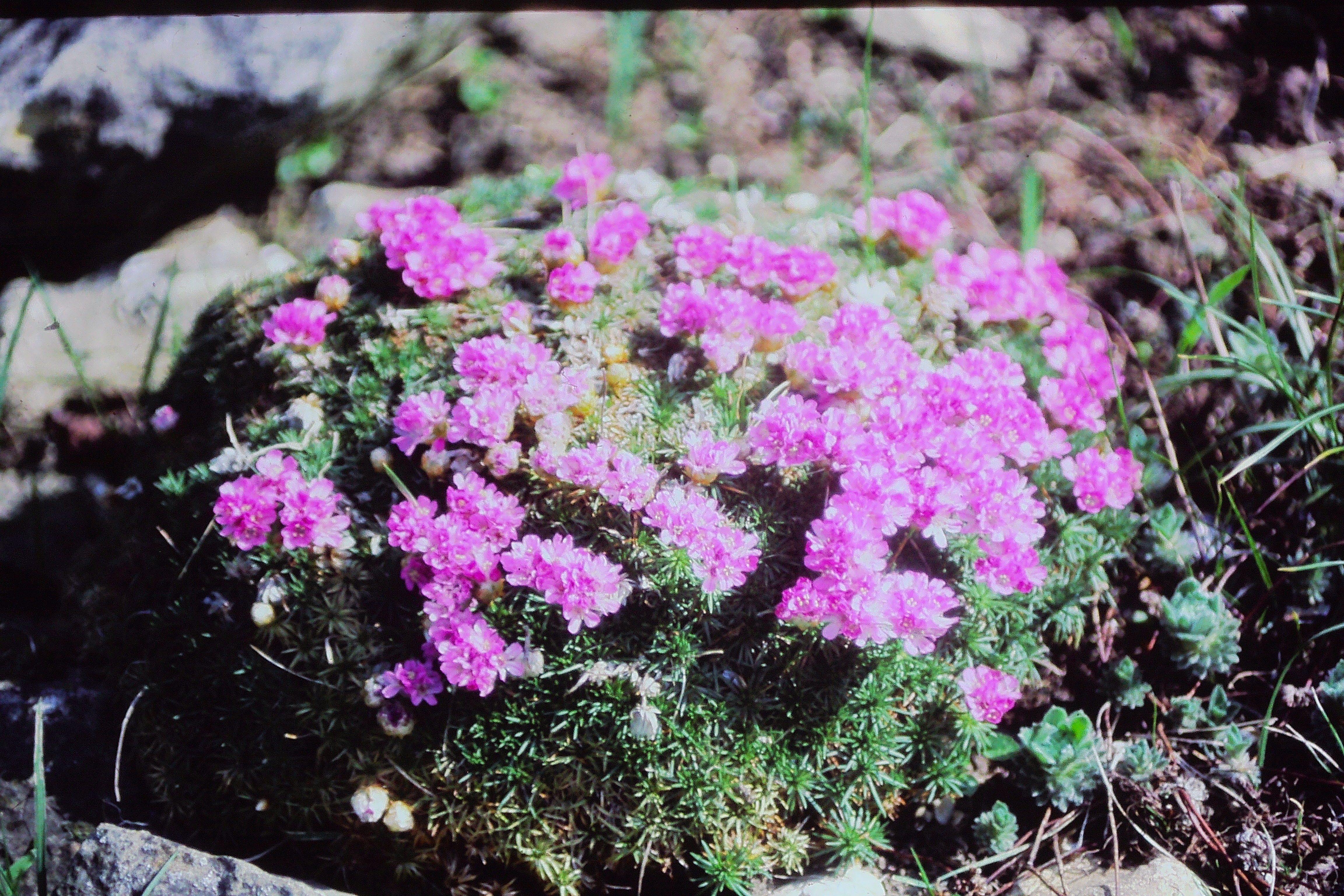 armeriacaespitosamay86PICT00570a