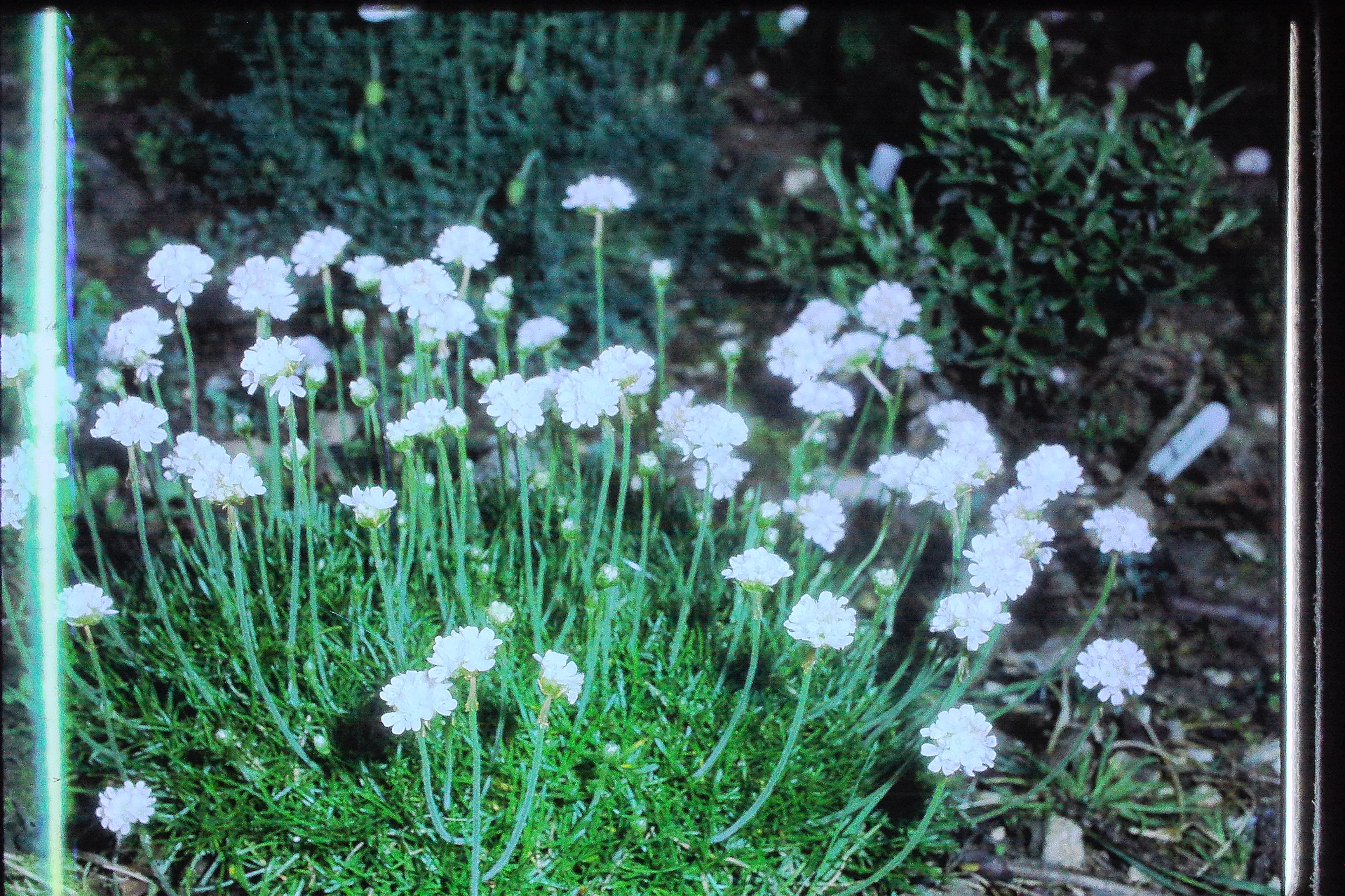 armeriamaritimawhitethriftgardenformjul78PICT00556a