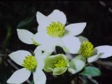 aPICT00417indexanemonenarcissiflorainliechensteinon12571foord