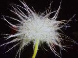 aPICT00439indexanemonepulsatillajun70foord