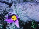 aPICT00462indexanemonepulsatillaatwisley19469foord