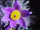 aPICT00469indexanemonepulsatillapasqueflowerjul78foord
