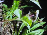 aPICT00551indexarisaematriphyllum14566foord
