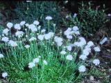 aPICT00556indexarmeriamaritimawhitethriftgardenformjul78foord