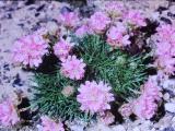 aPICT00573indexarmeriacaespitosabeechwoodfoord