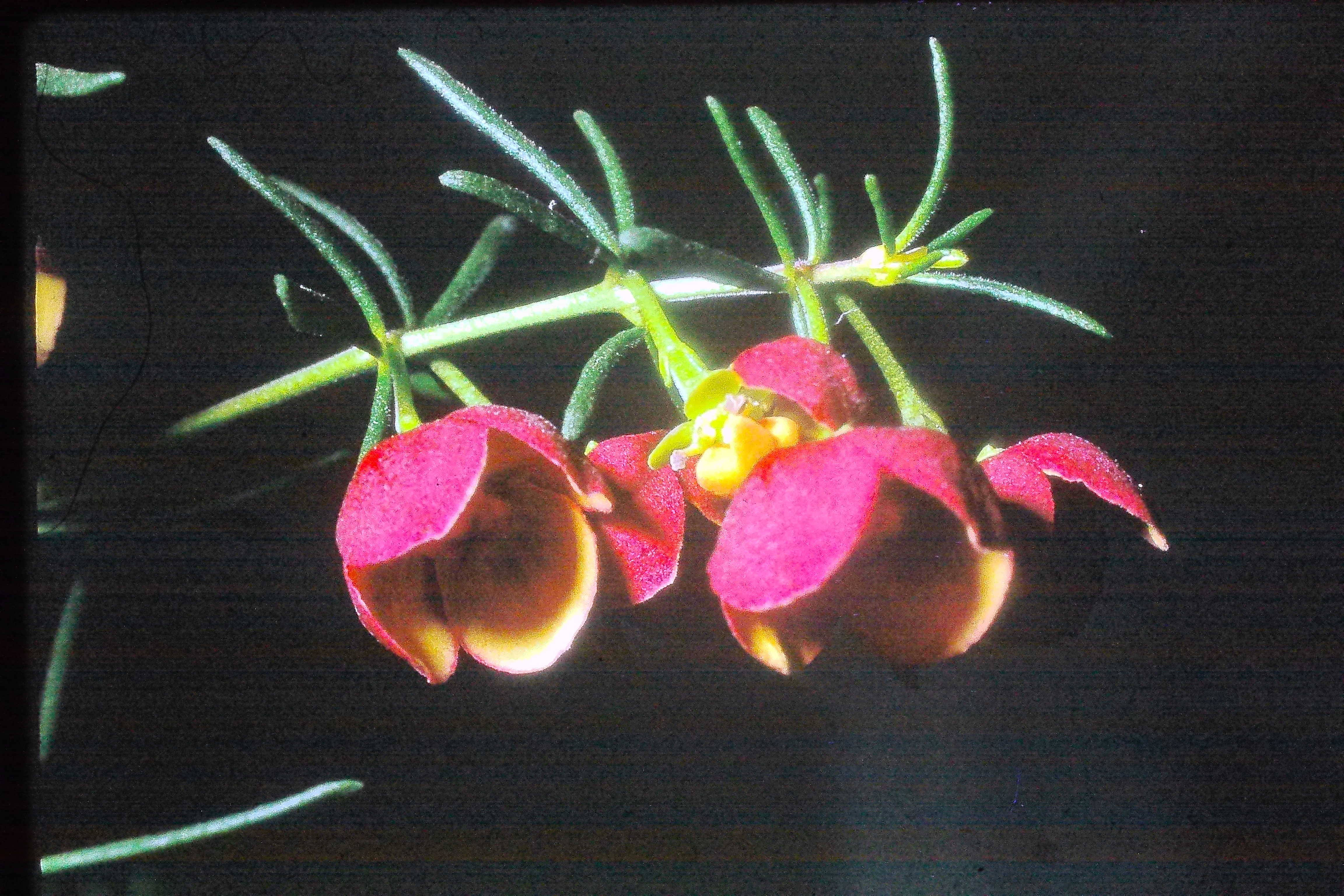 borontamegastigmafromaustraliaatkewmar65PICT00718a