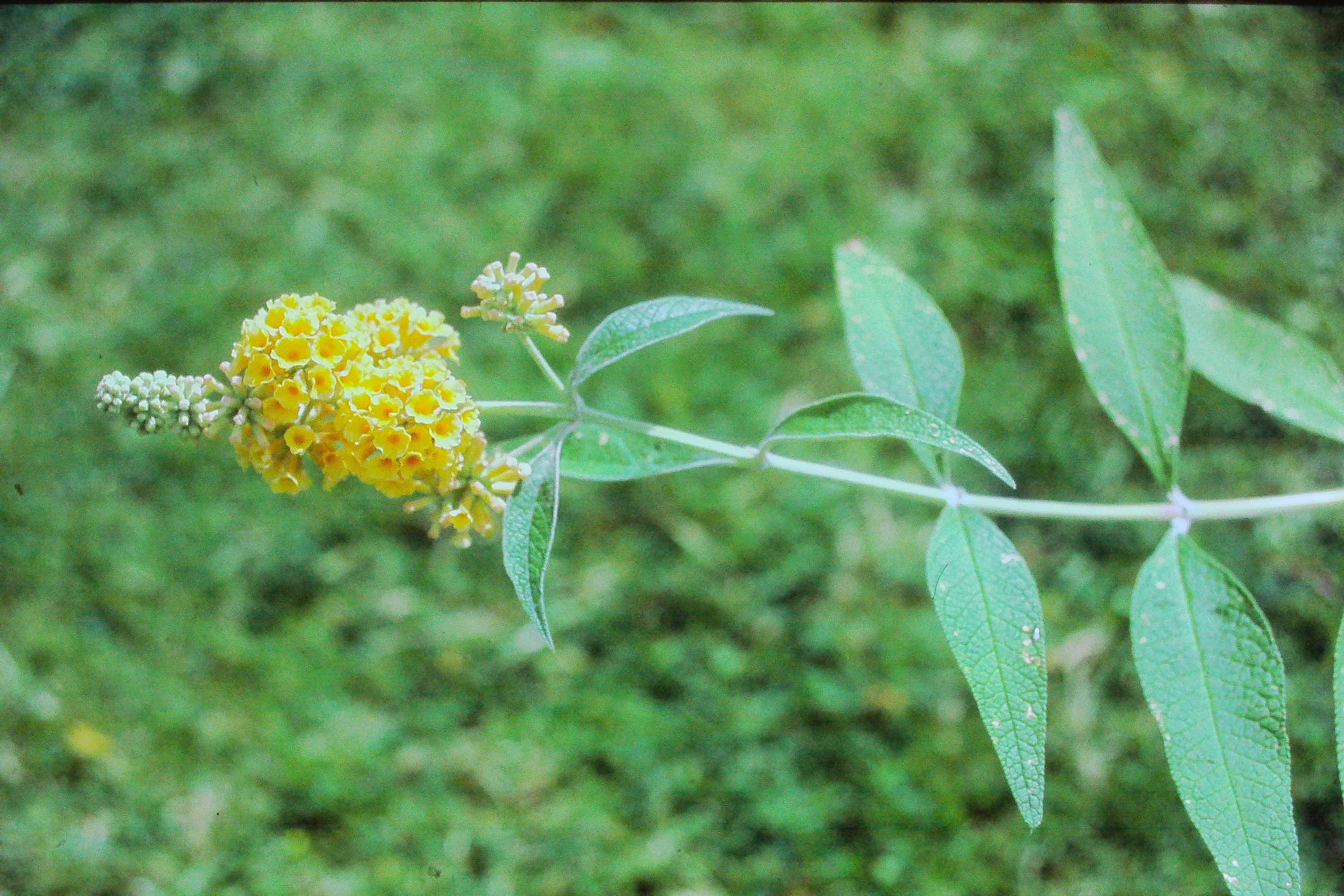 buddleiaxweyerianaPICT00725a