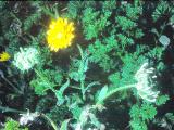 cPICT00733indexcalendulaofficinalisoct78potmarigoldfoord