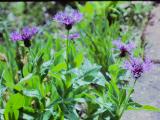 cPICT00917indexcentaureamontanajun79mountaincornflowerfoord