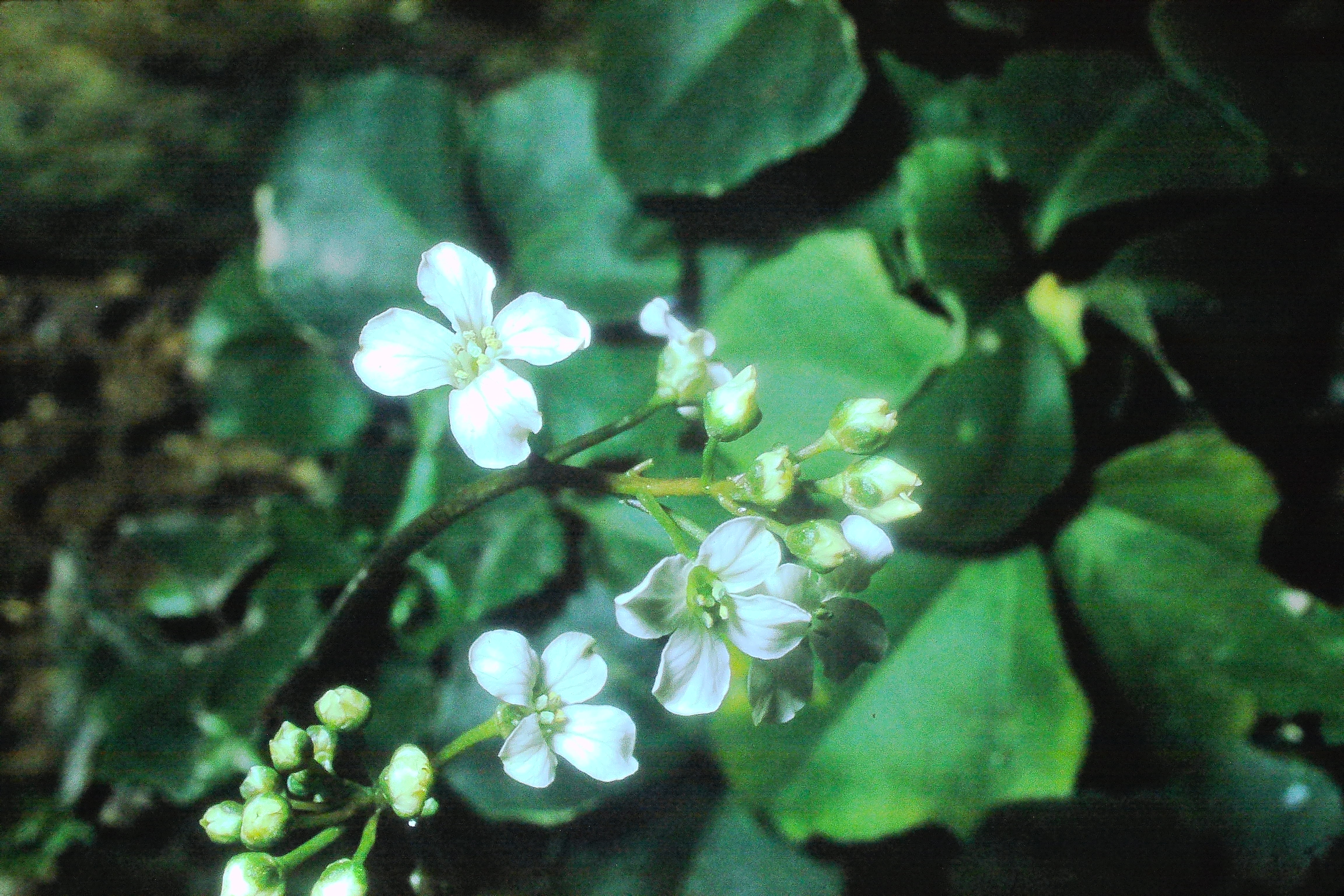 cardaminetrifoliamar74PICT00775a