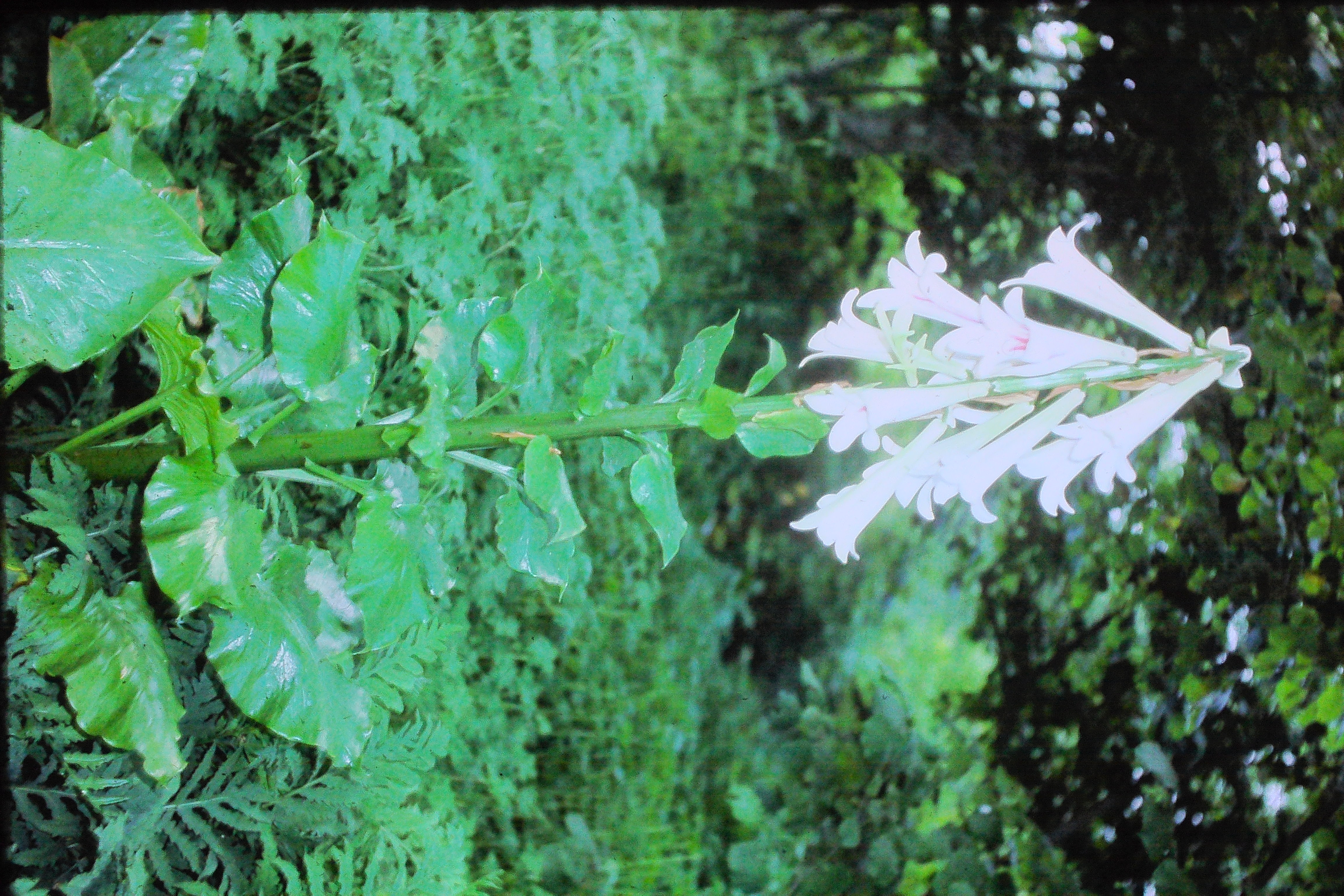 cardiocrinumgiganteumjul78PICT00869a