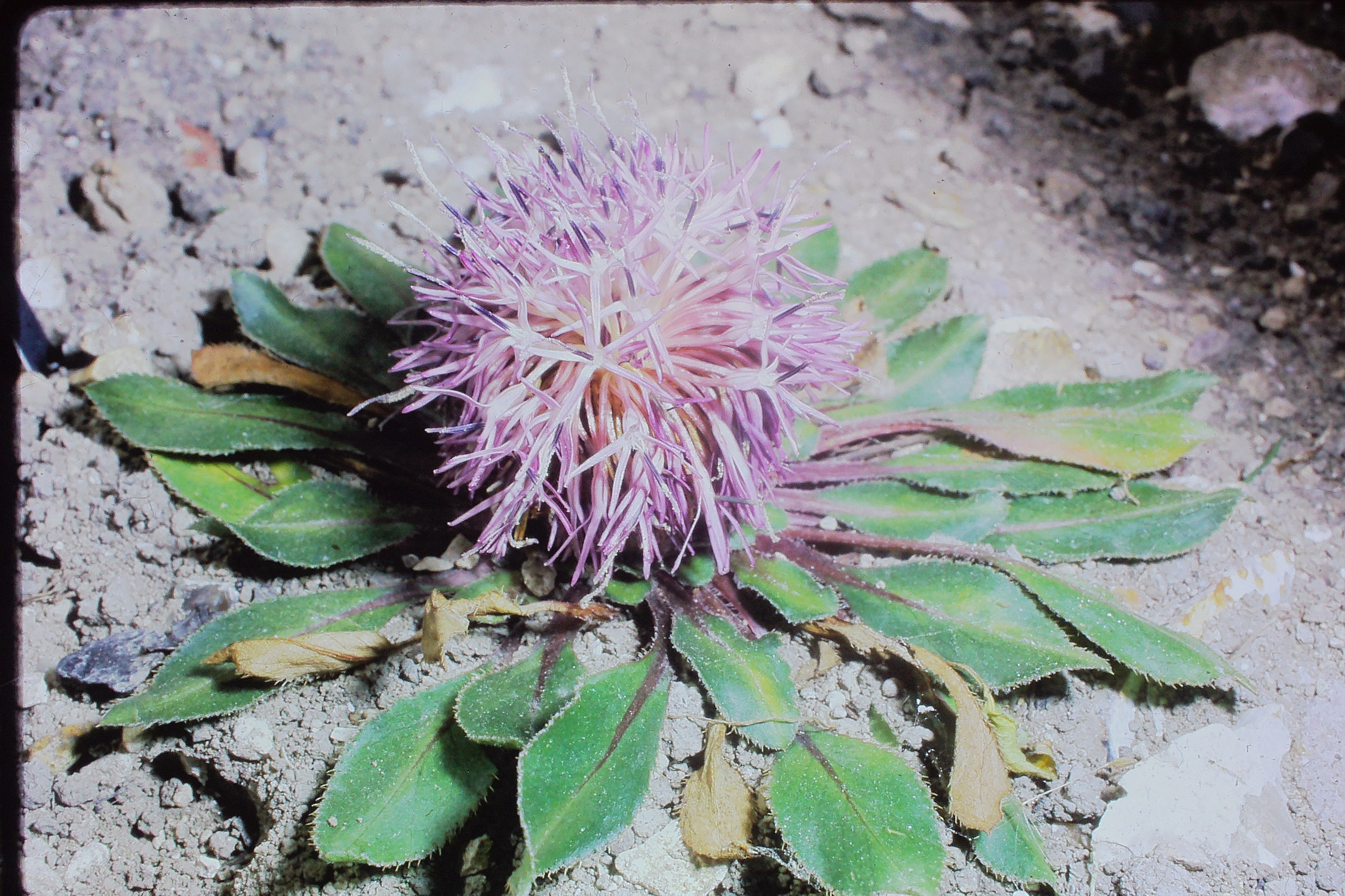 carduncellusrhaponticoidesjun70PICT00837a