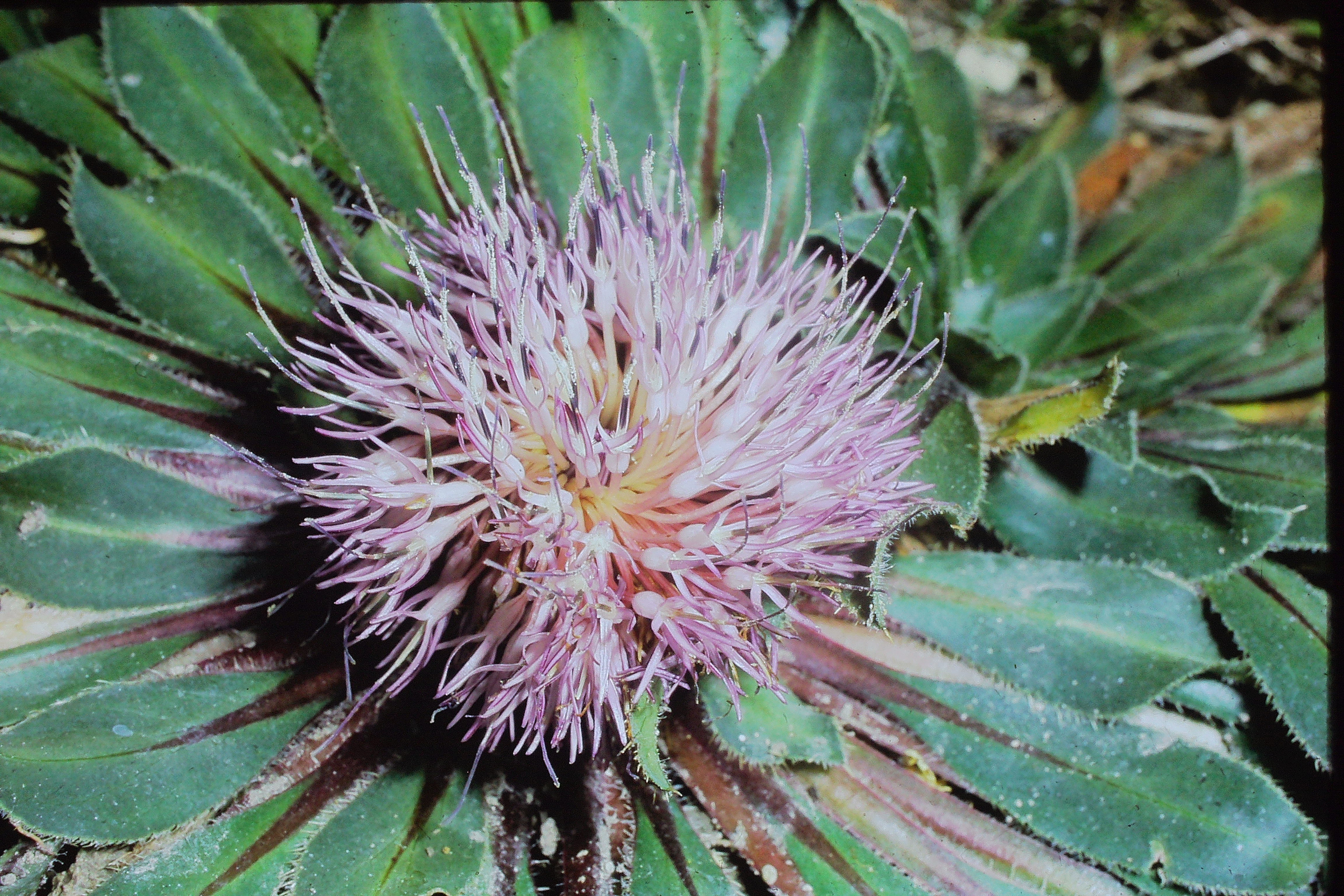 carduncellusrhaponticoidesoct71PICT00829a