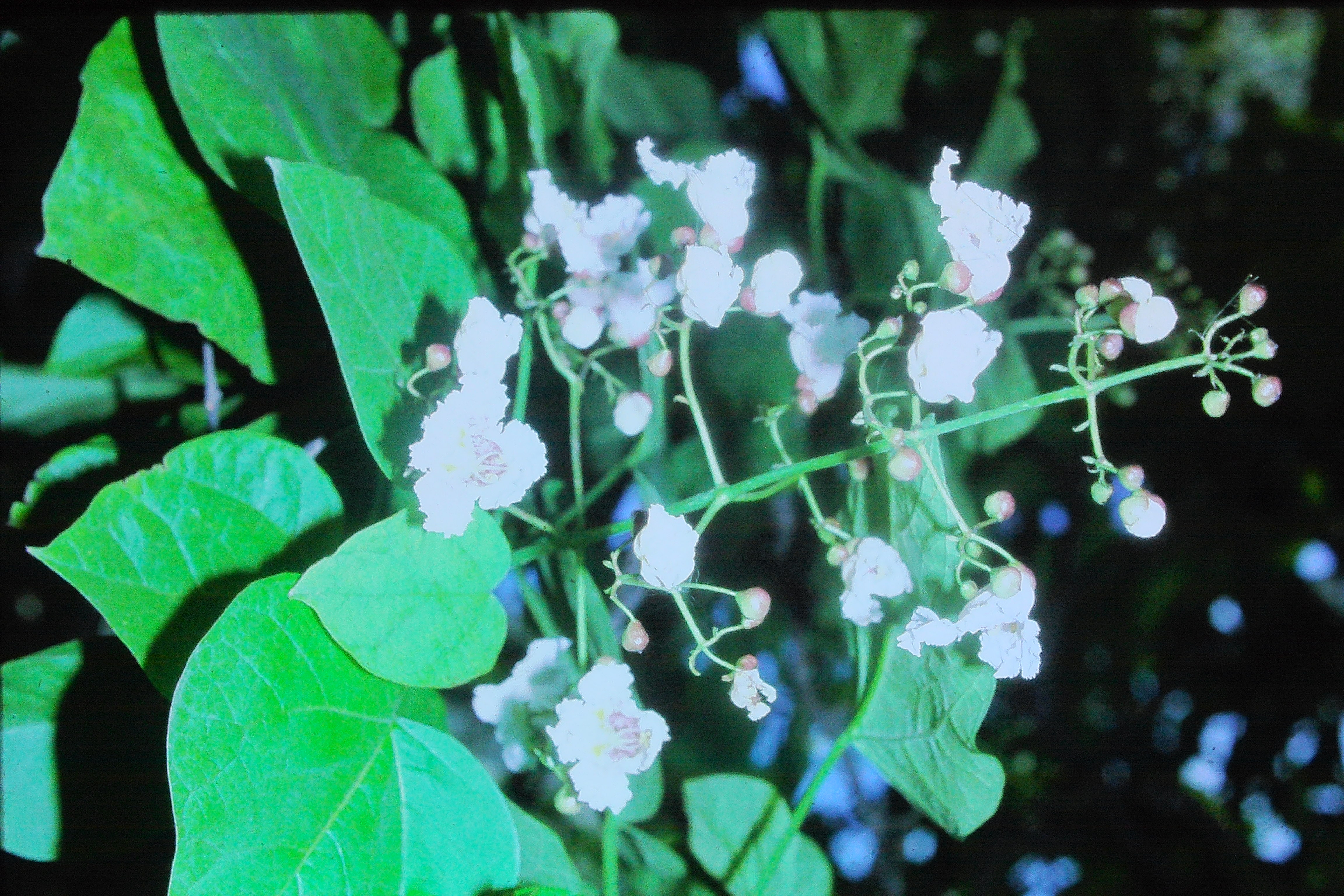 catalpabignoidesbloominrochesteraug78PICT00890a