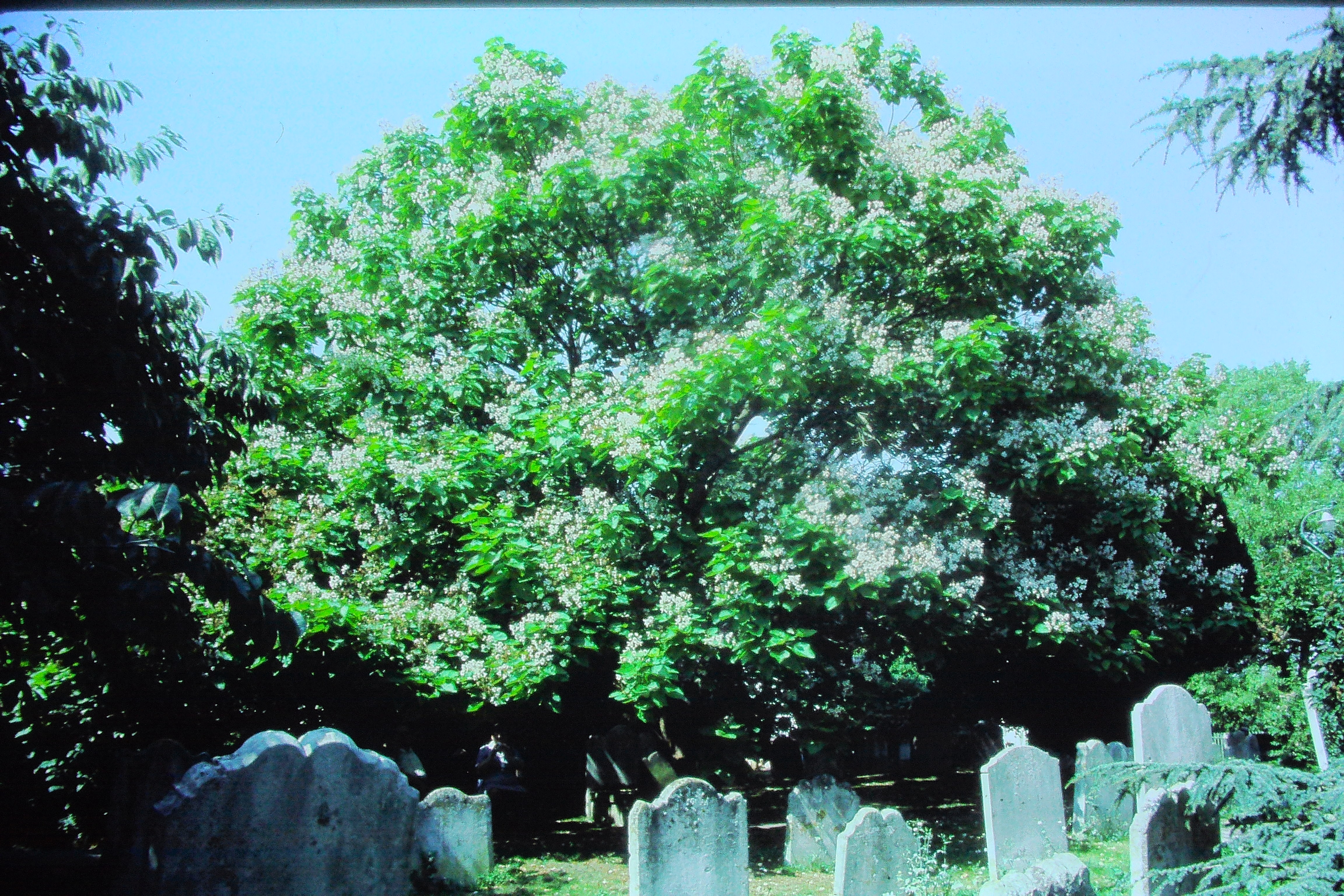 catalpabignoidesinryechurchyardsep84PICT00886a