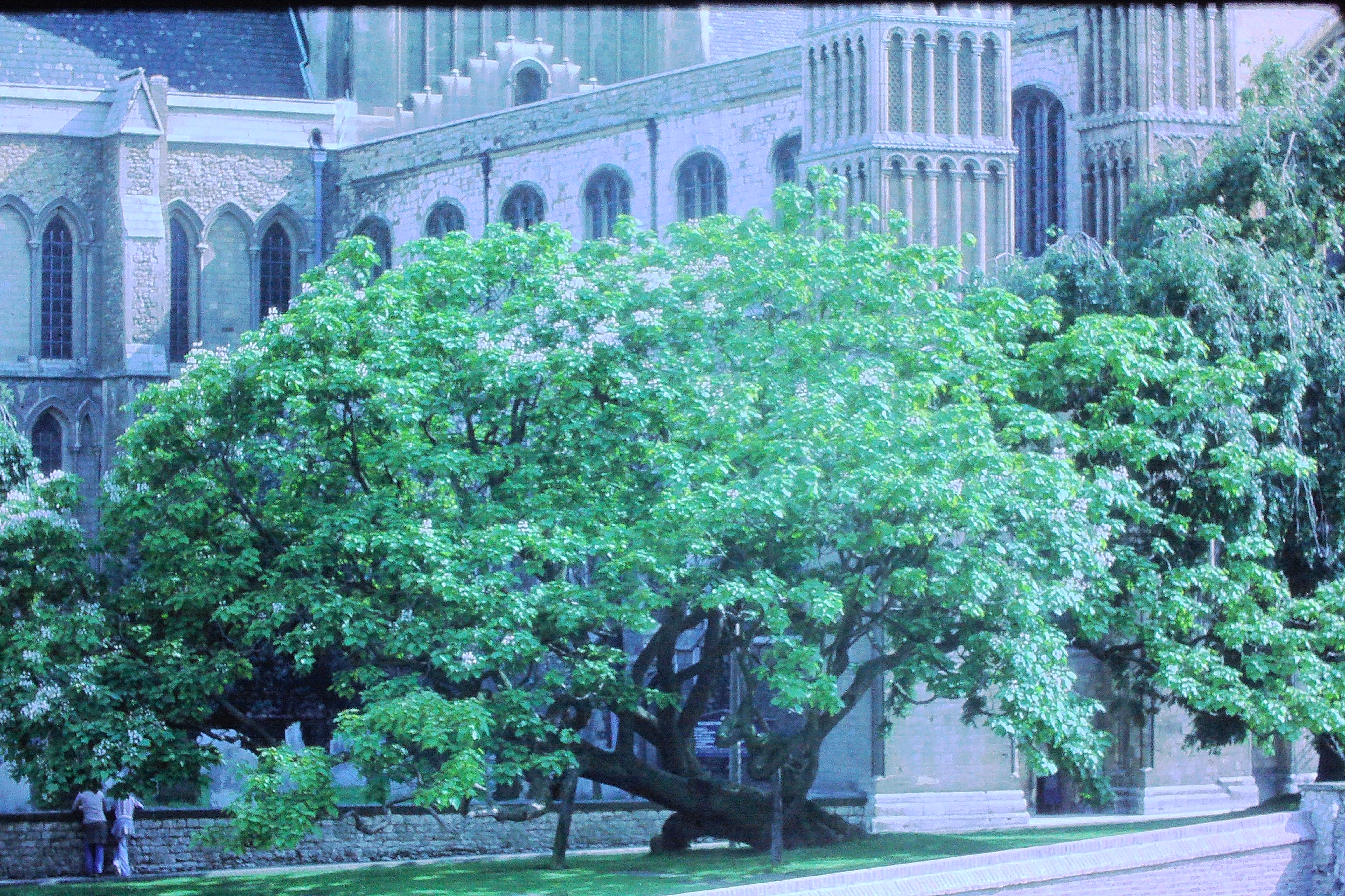 catalpabignoidestreeinrochesterkentindianbeantreeaug78PICT00883a