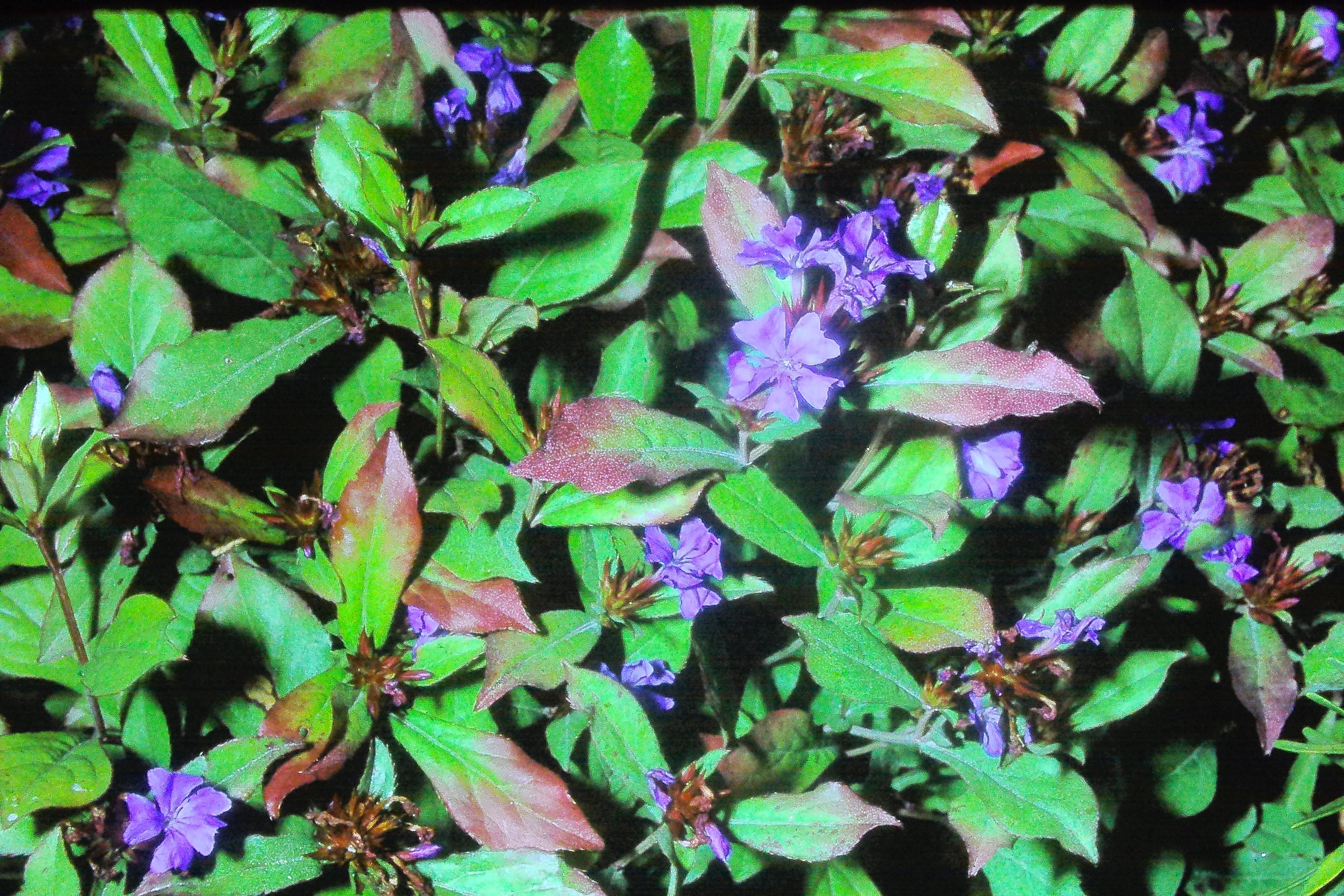 ceratostigmaplumbagoidesoct78PICT00927a