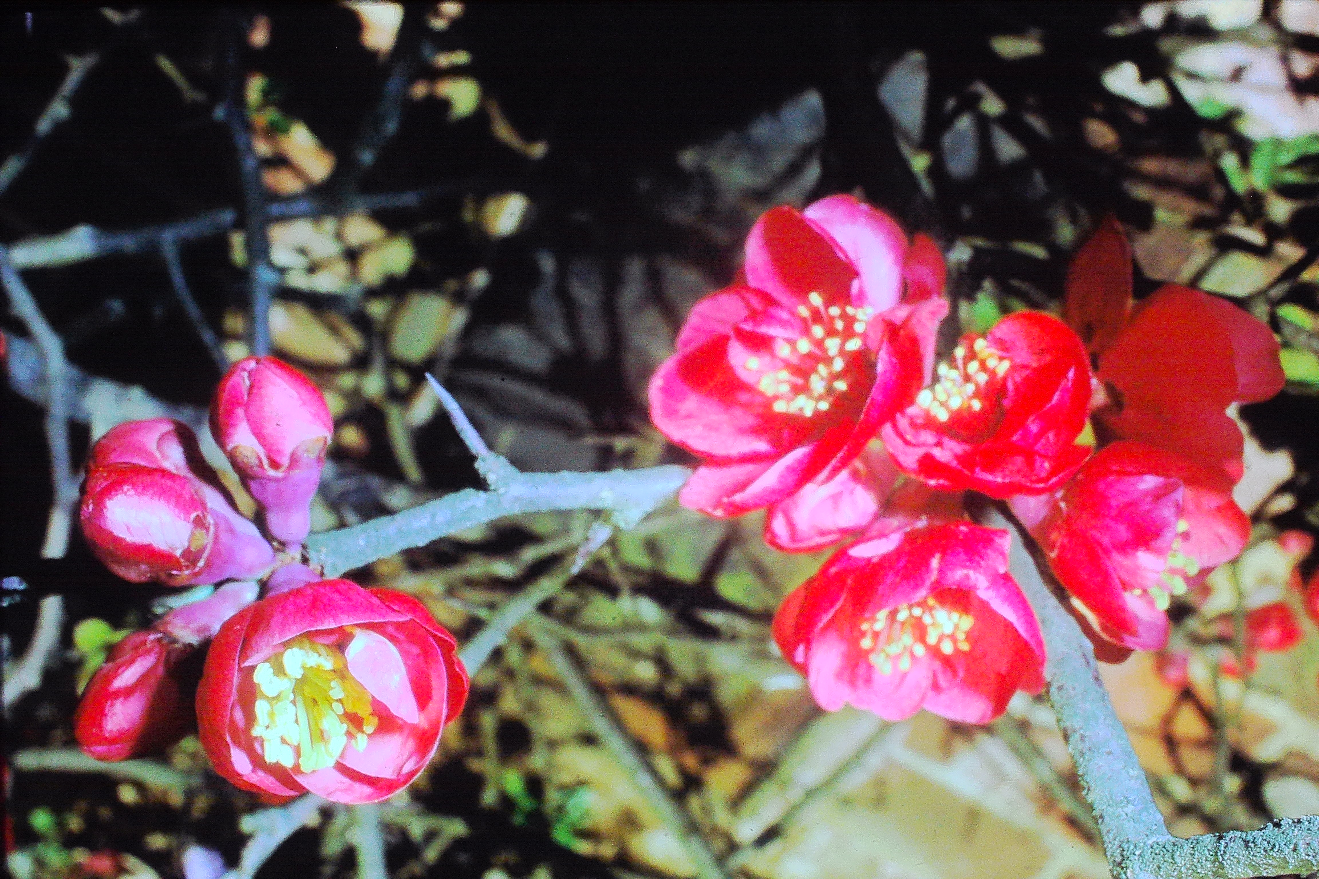 chaenomelesjaponica21468westerhamkentPICT00938a
