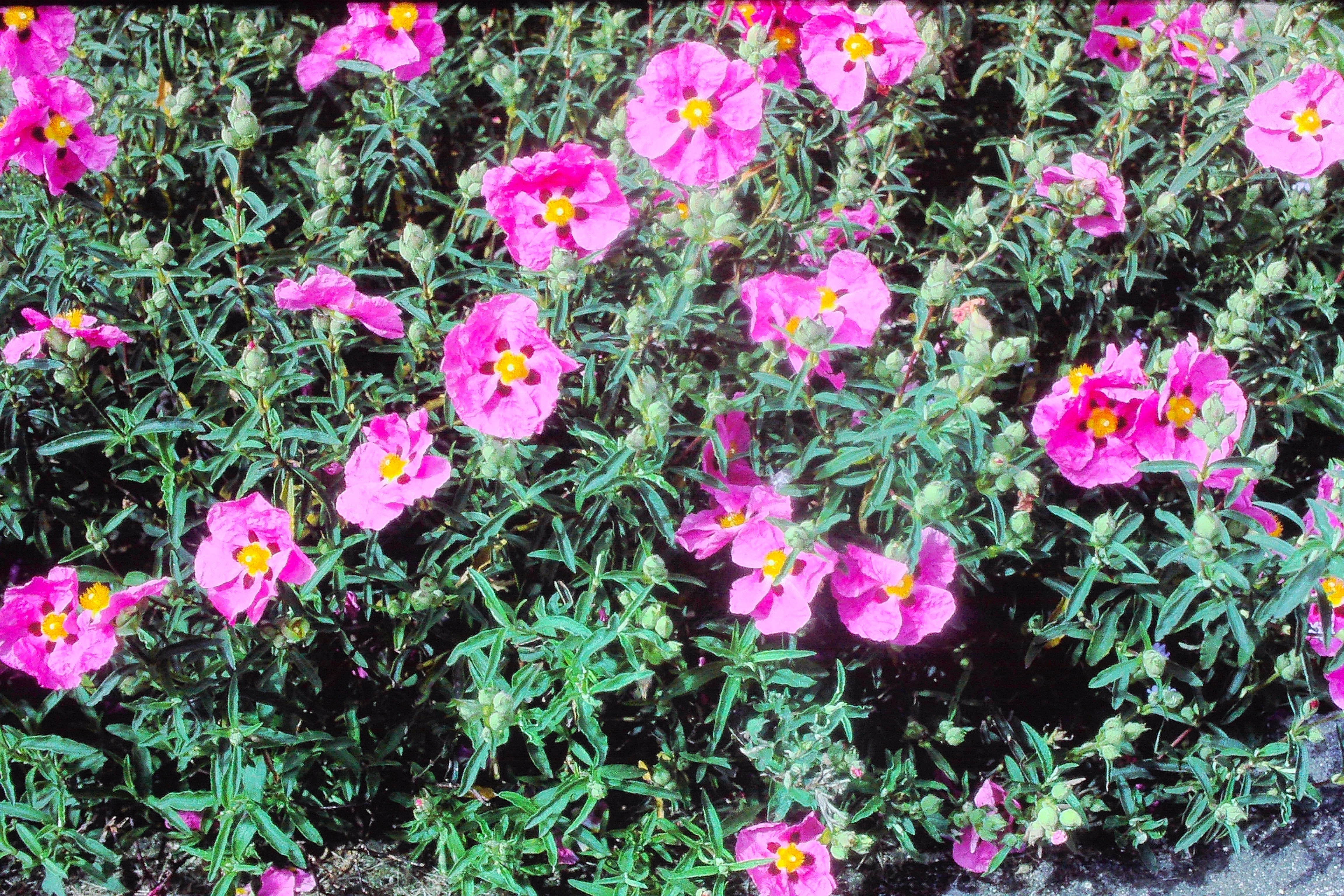 cistuspurpureusPICT01023a