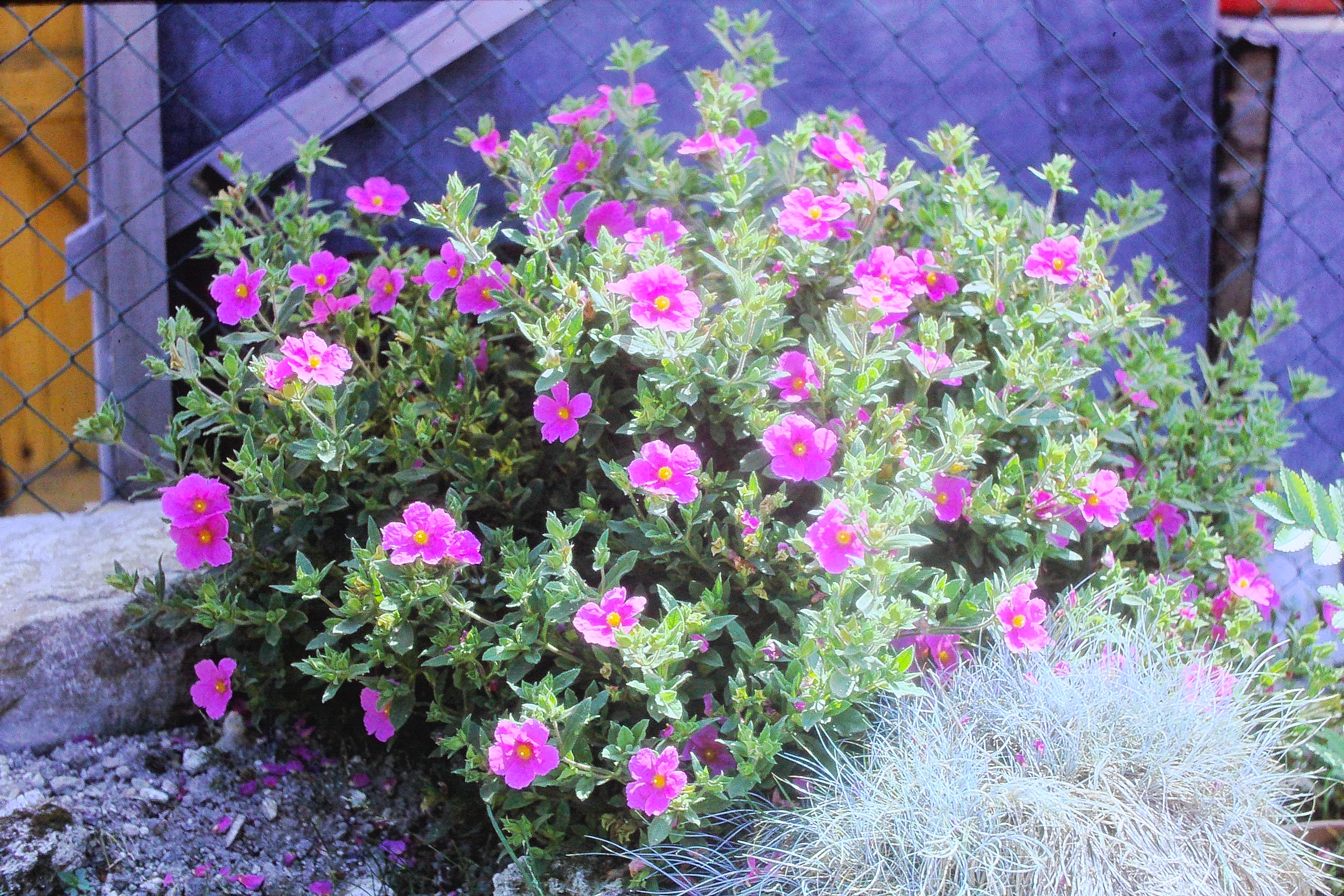 cistussunsetjul73PICT01034a