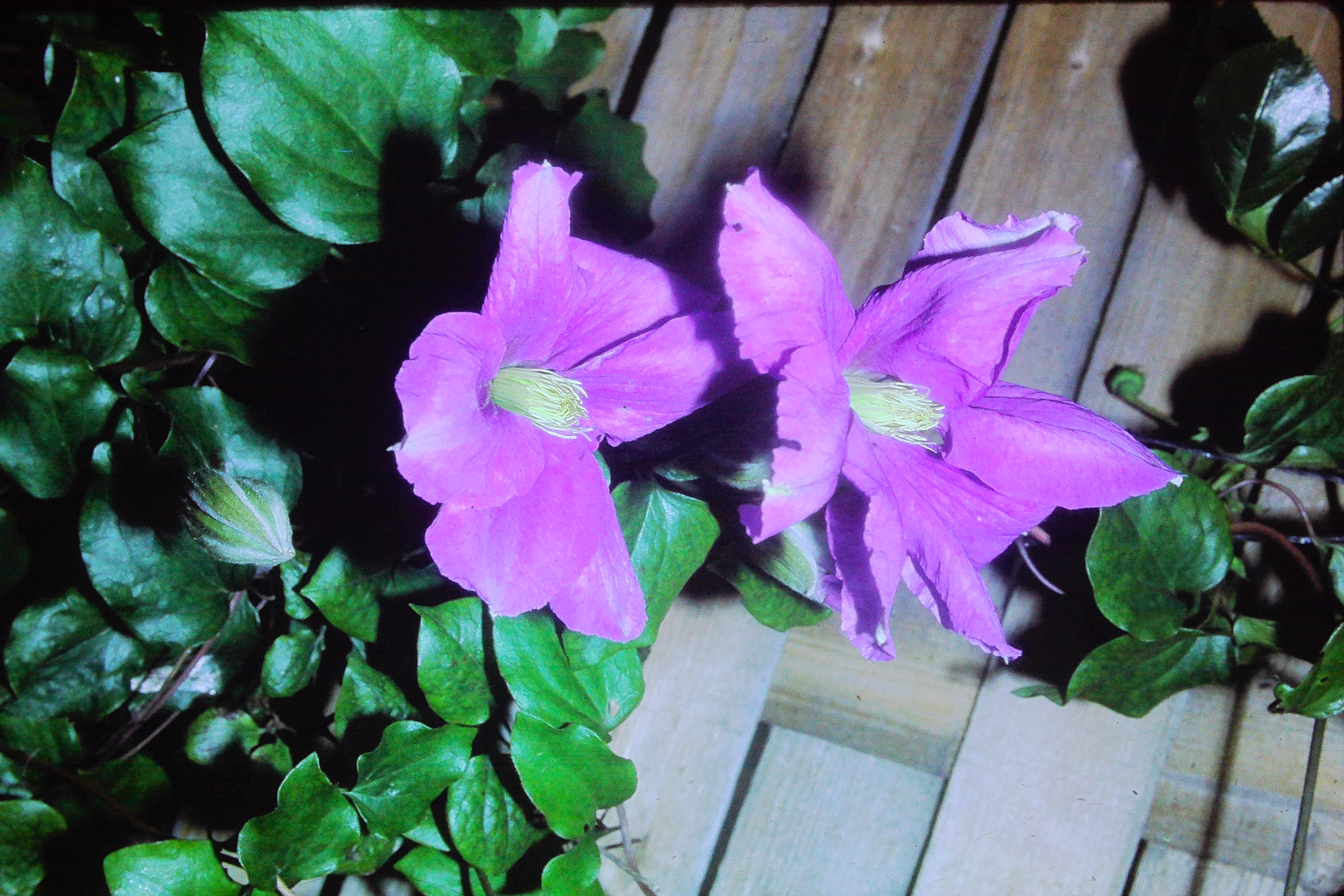 clematislasursternjul78PICT01037a