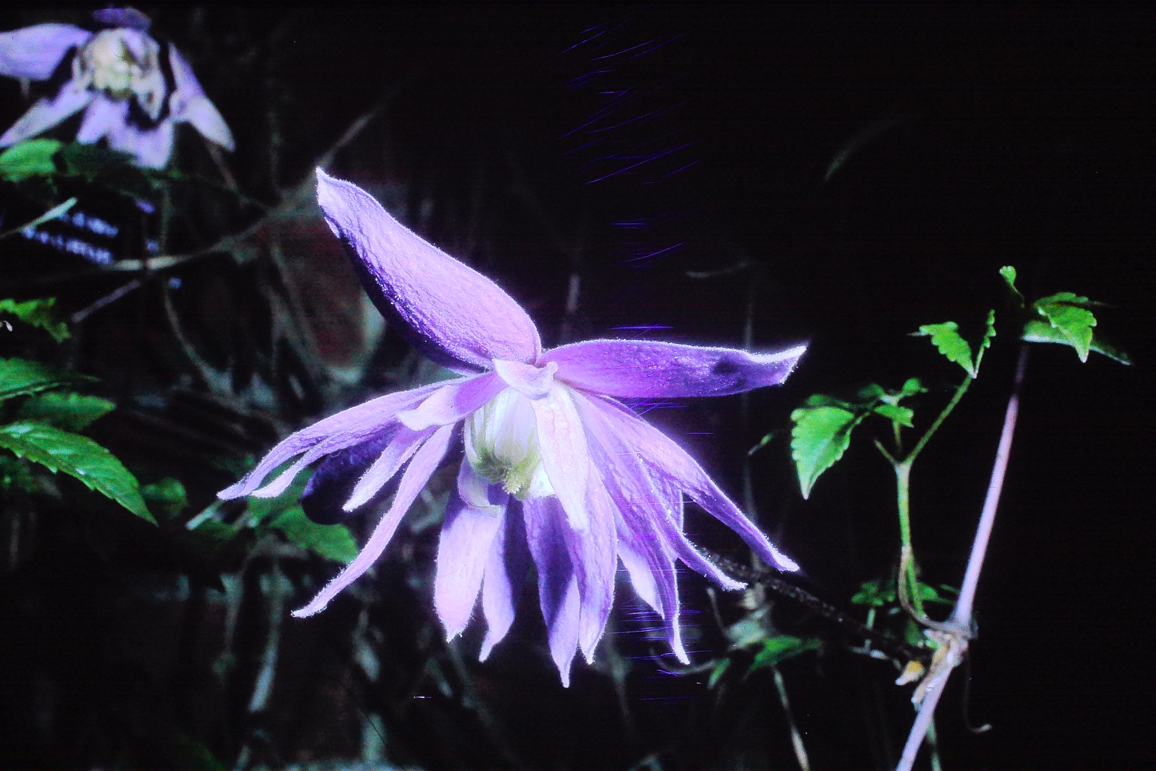 clematismacropetallamay70wisleyPICT01041a