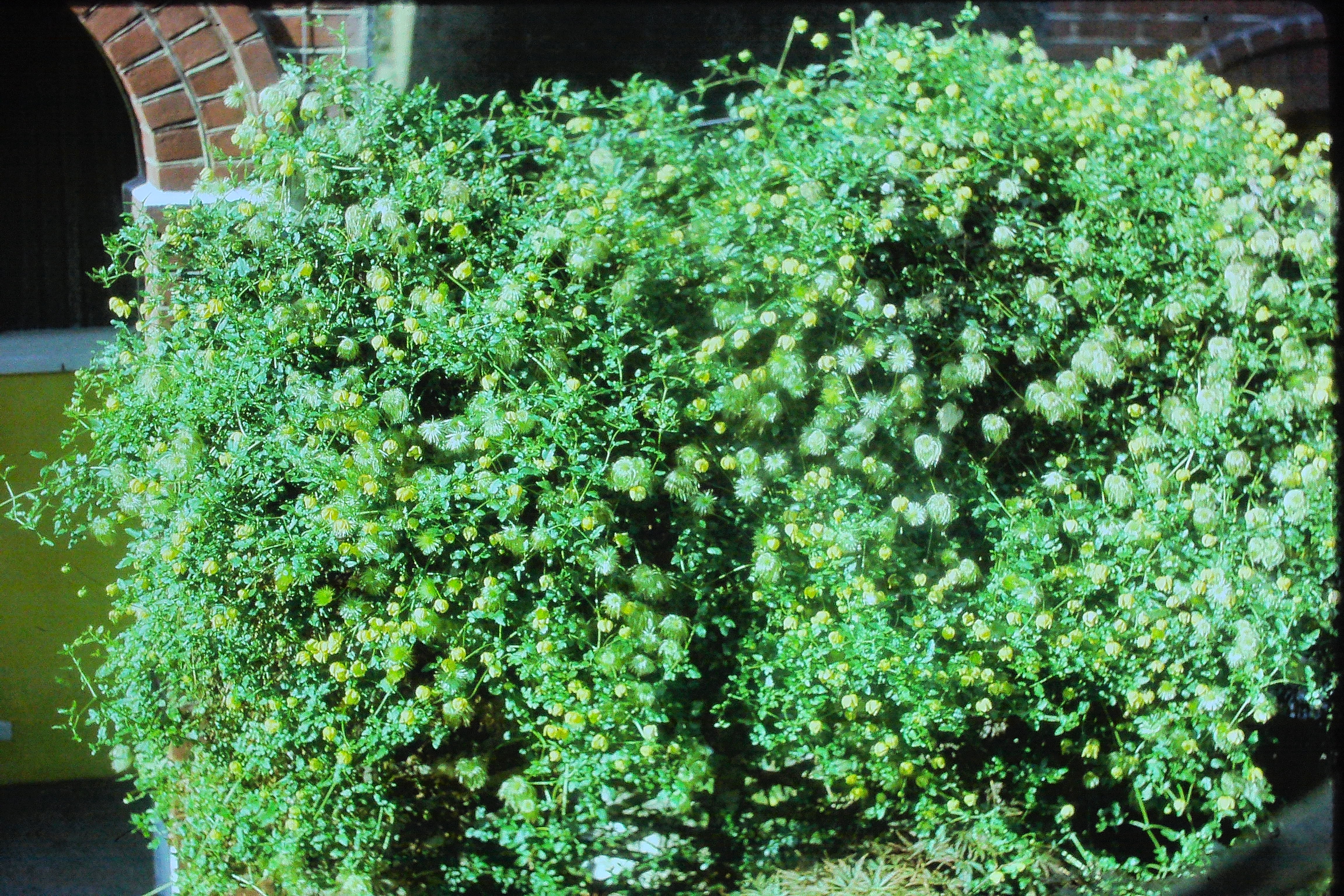 clematistanguticaPICT01060a