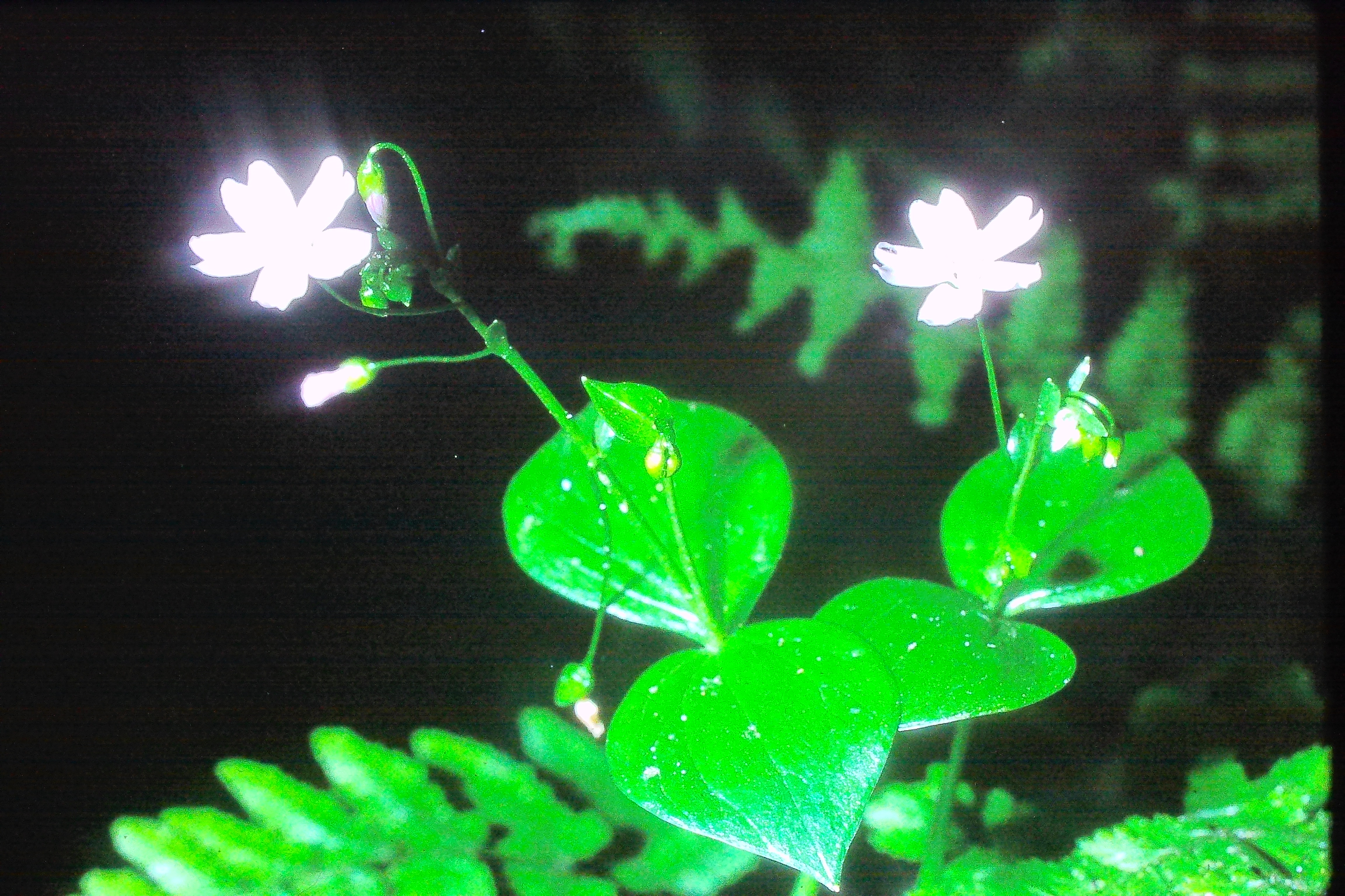 clintoniaalsinoides23570wisleyPICT01036a