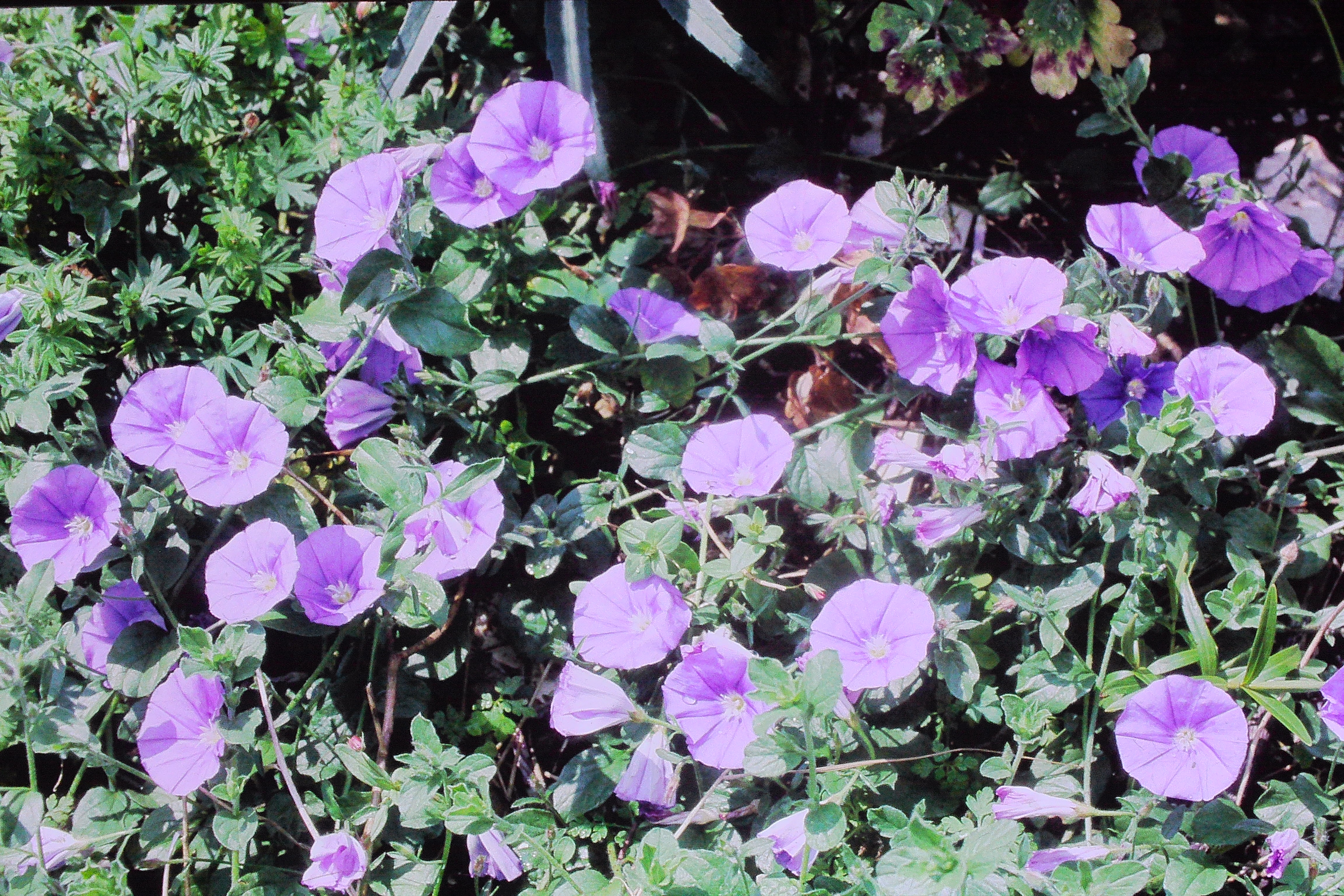 convolvulusmauritannicusPICT01159a
