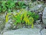 cotyledonoppositifoliaPICT01240