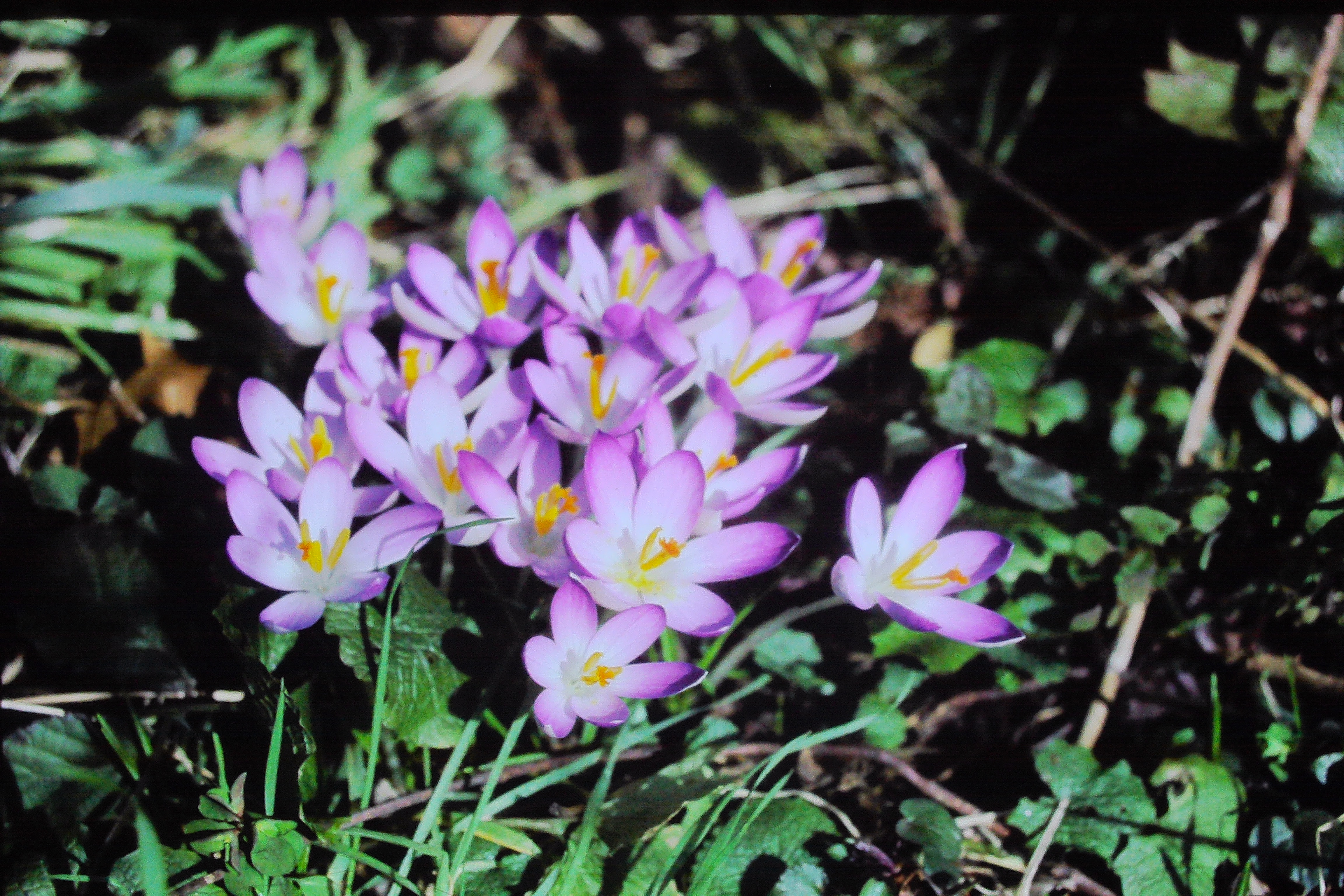 crocustomasinianus0391PICT01331a