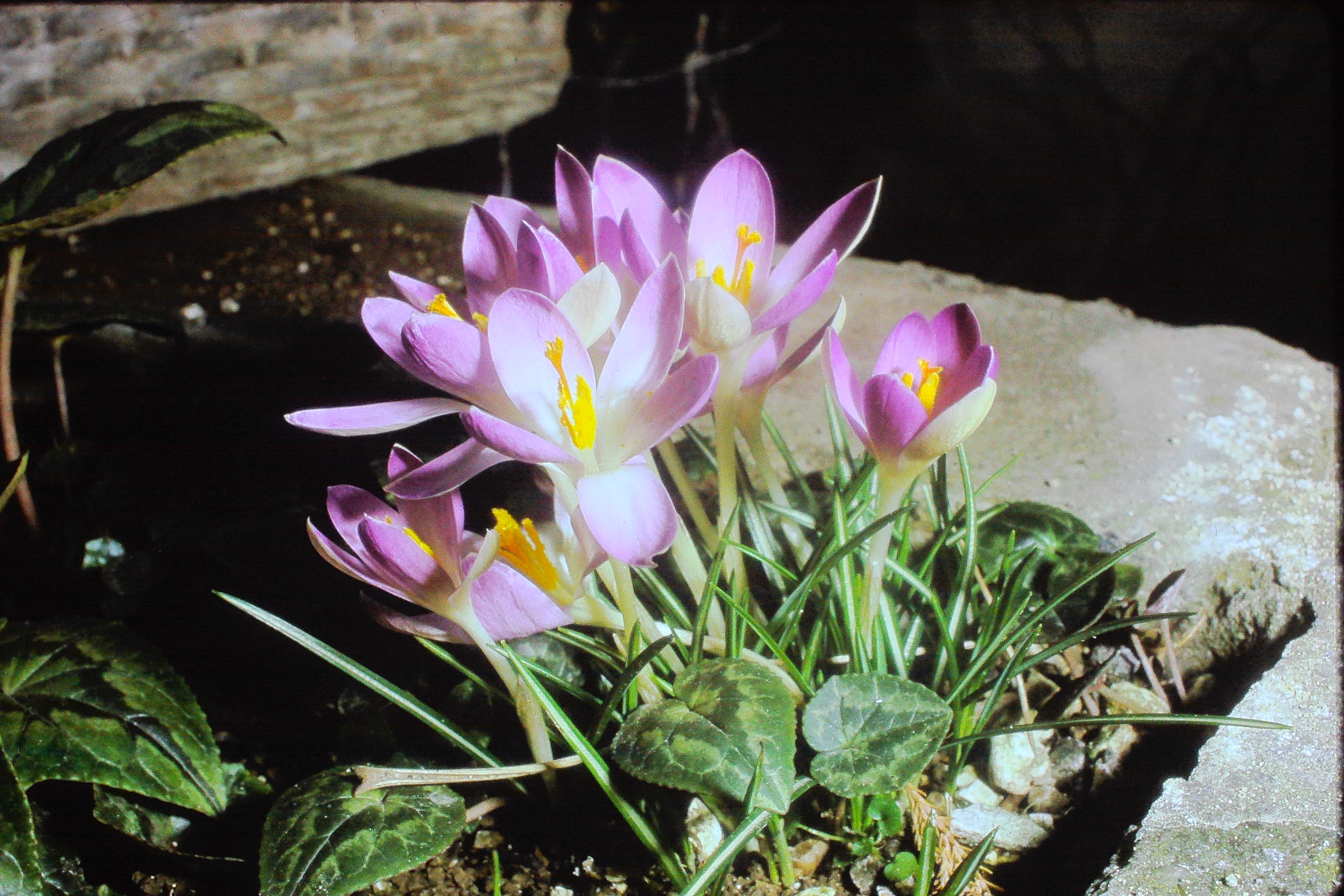 crocustomasinianusPICT01336a