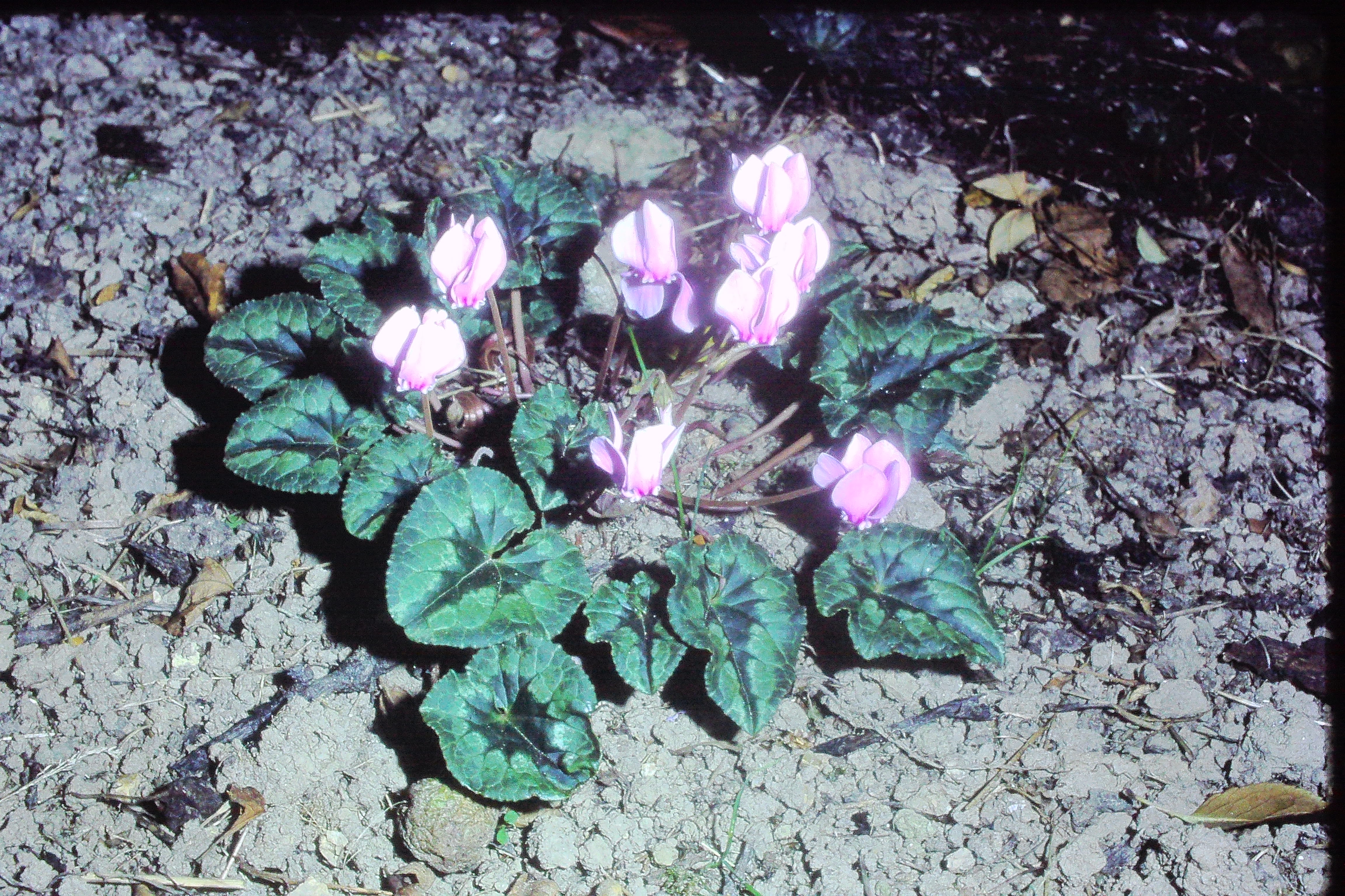 cyclamenciliciumoct78PICT01352a