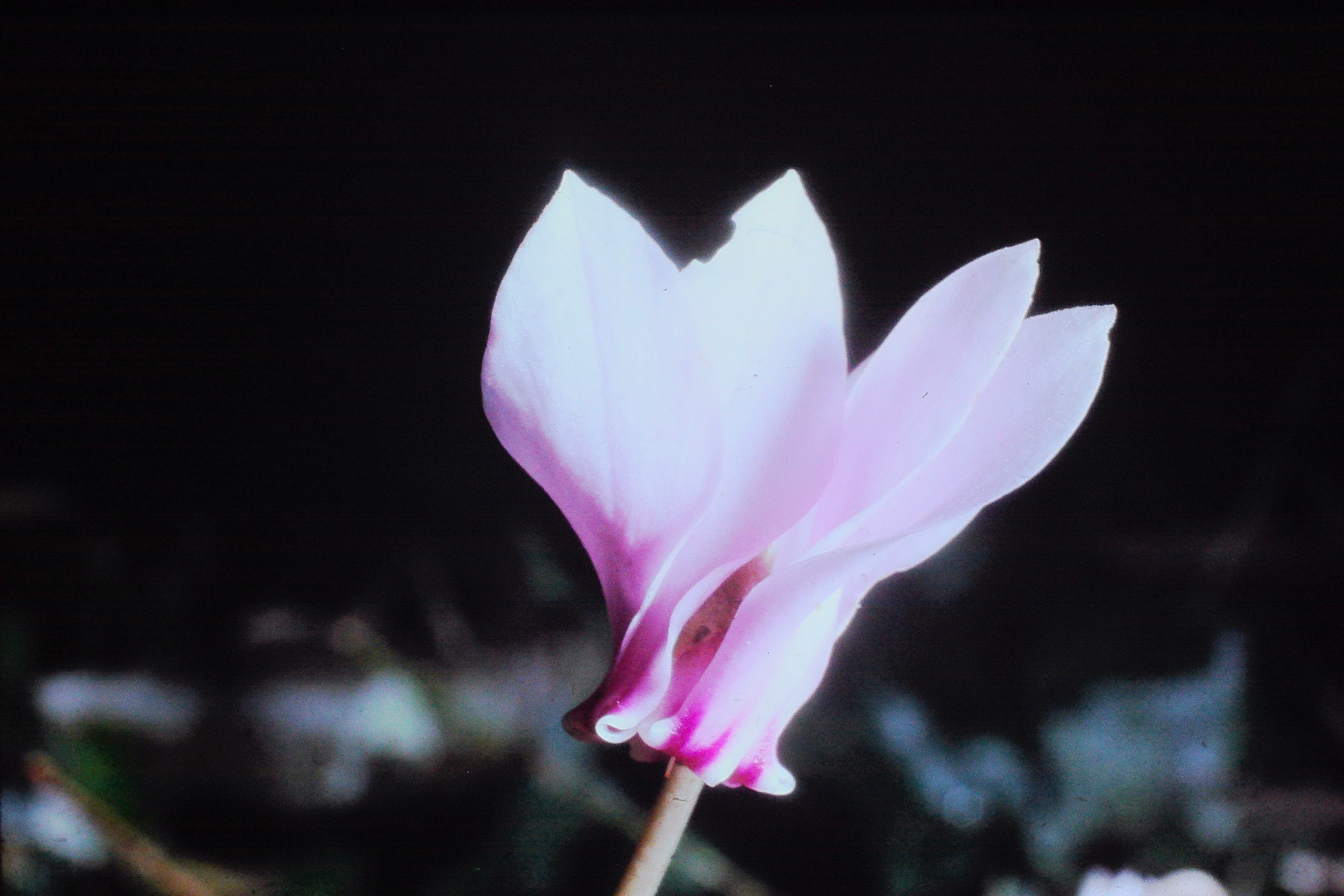 cyclamenhederifolium31062sowbreadatwoodchurchPICT01356a