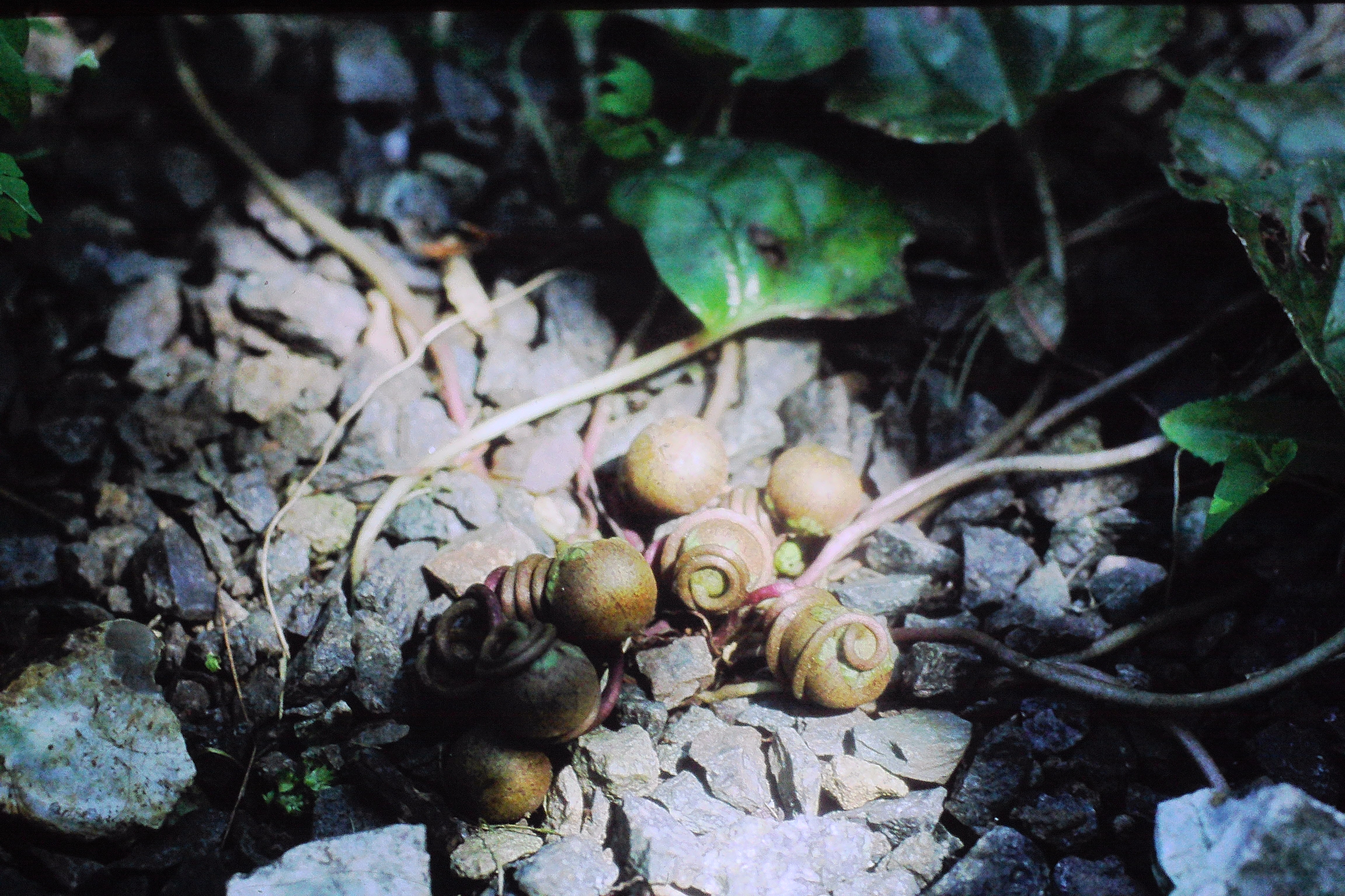 cyclamenseedsPICT01349a