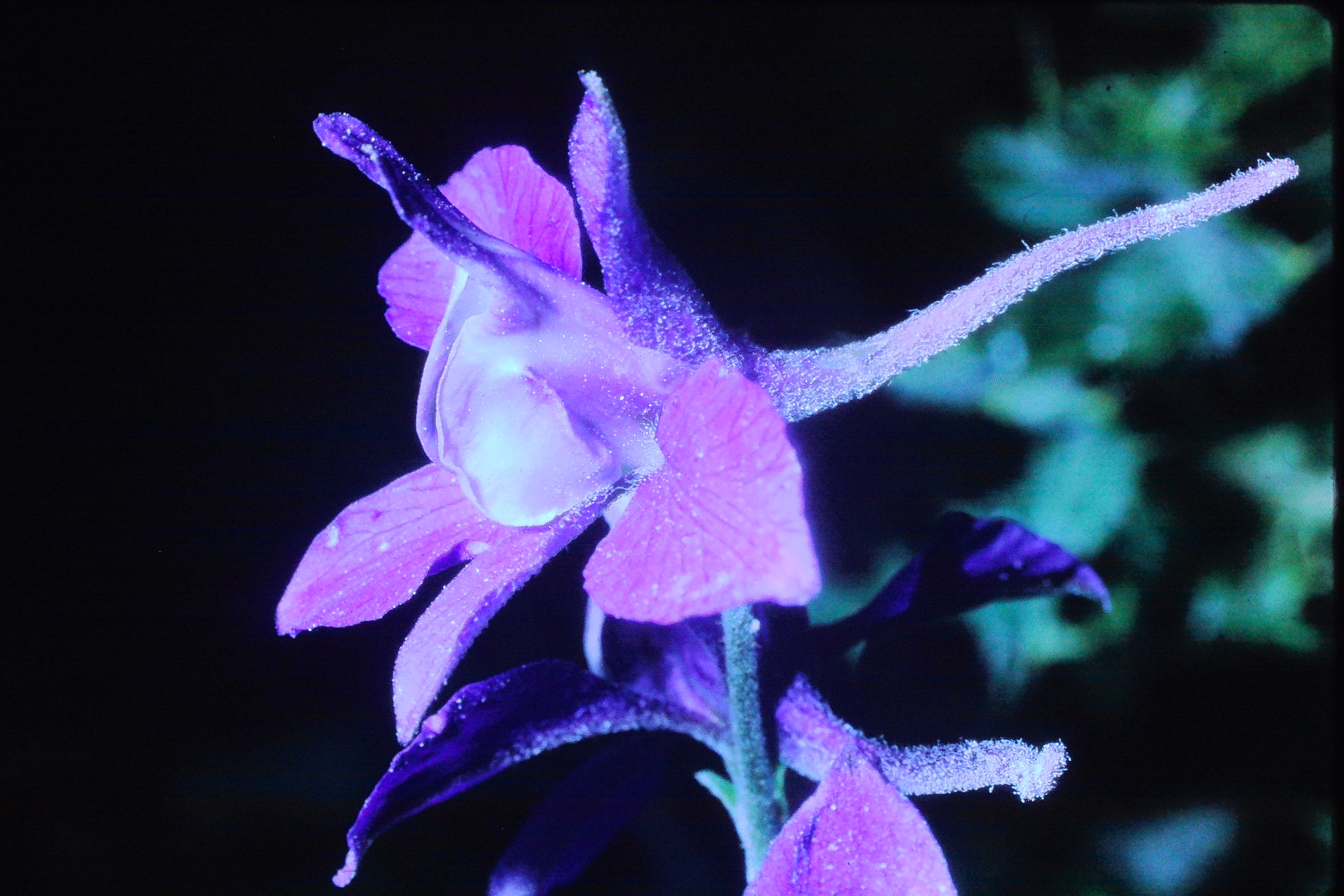 delphiniumajacis6767larkspurinstroodPICT01469a