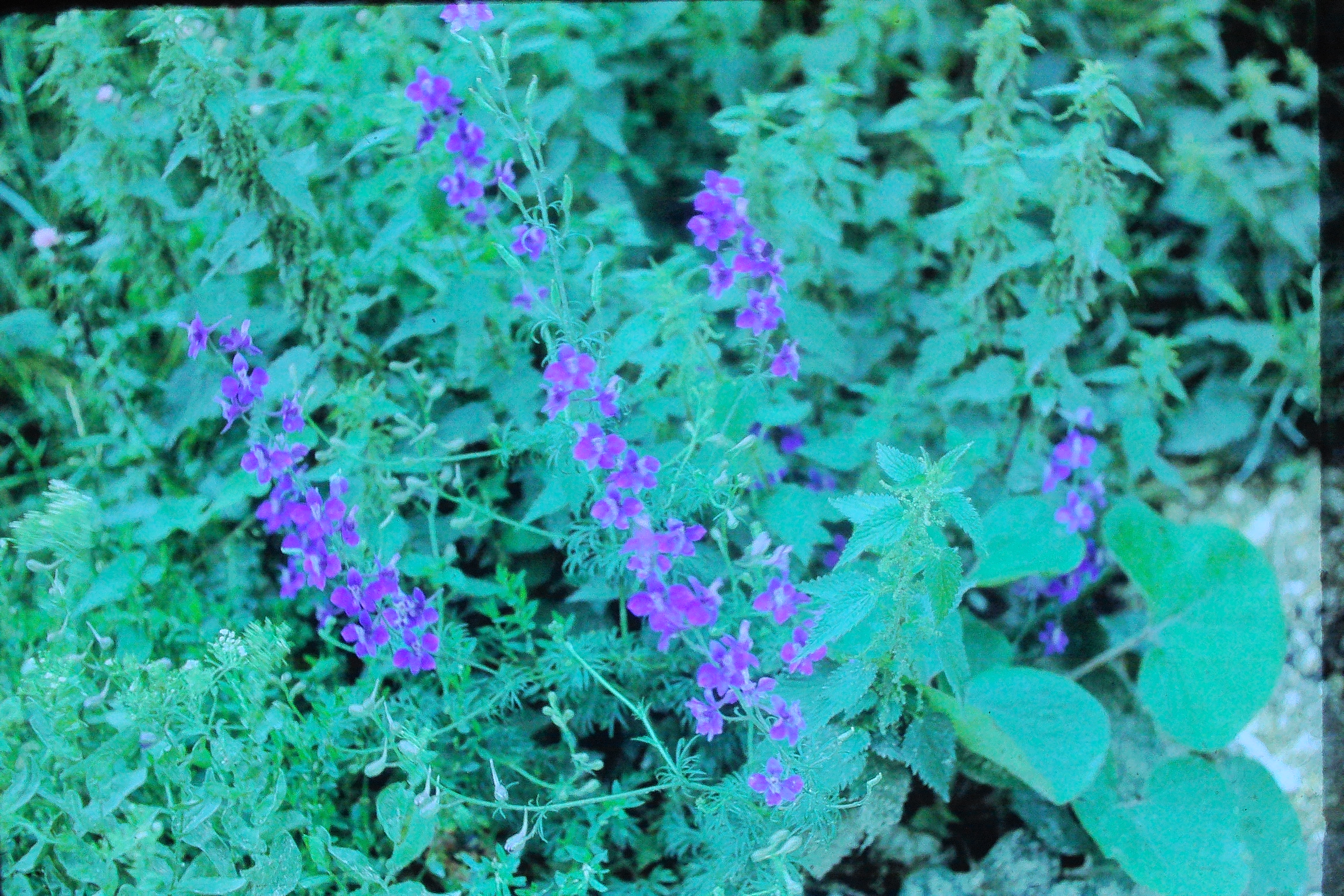 delphiniumajacisaug72larkspurPICT01471a