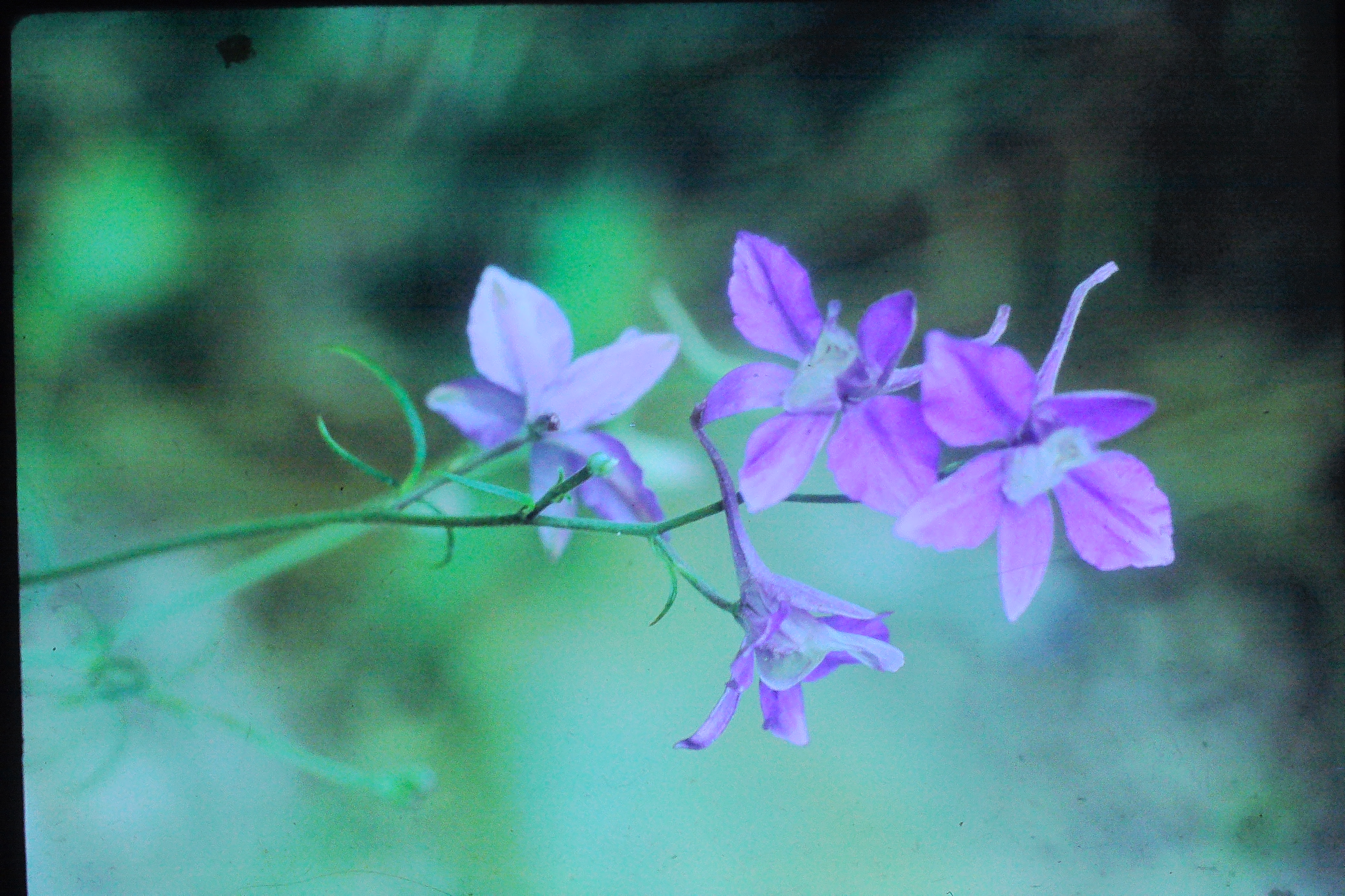 delphiniumajacisaug72larkspurPICT01474a