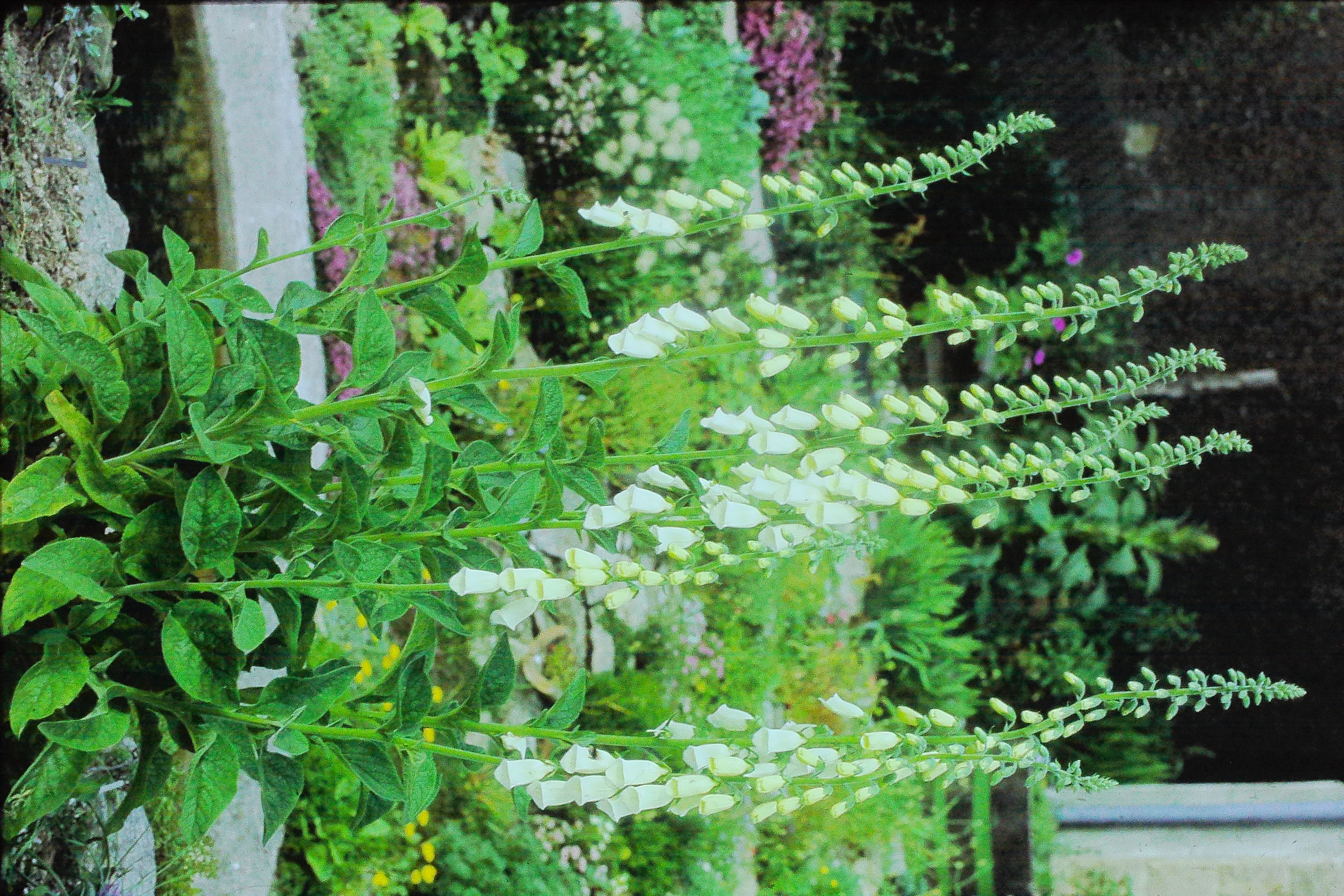 digitalisambiguaPICT01526a