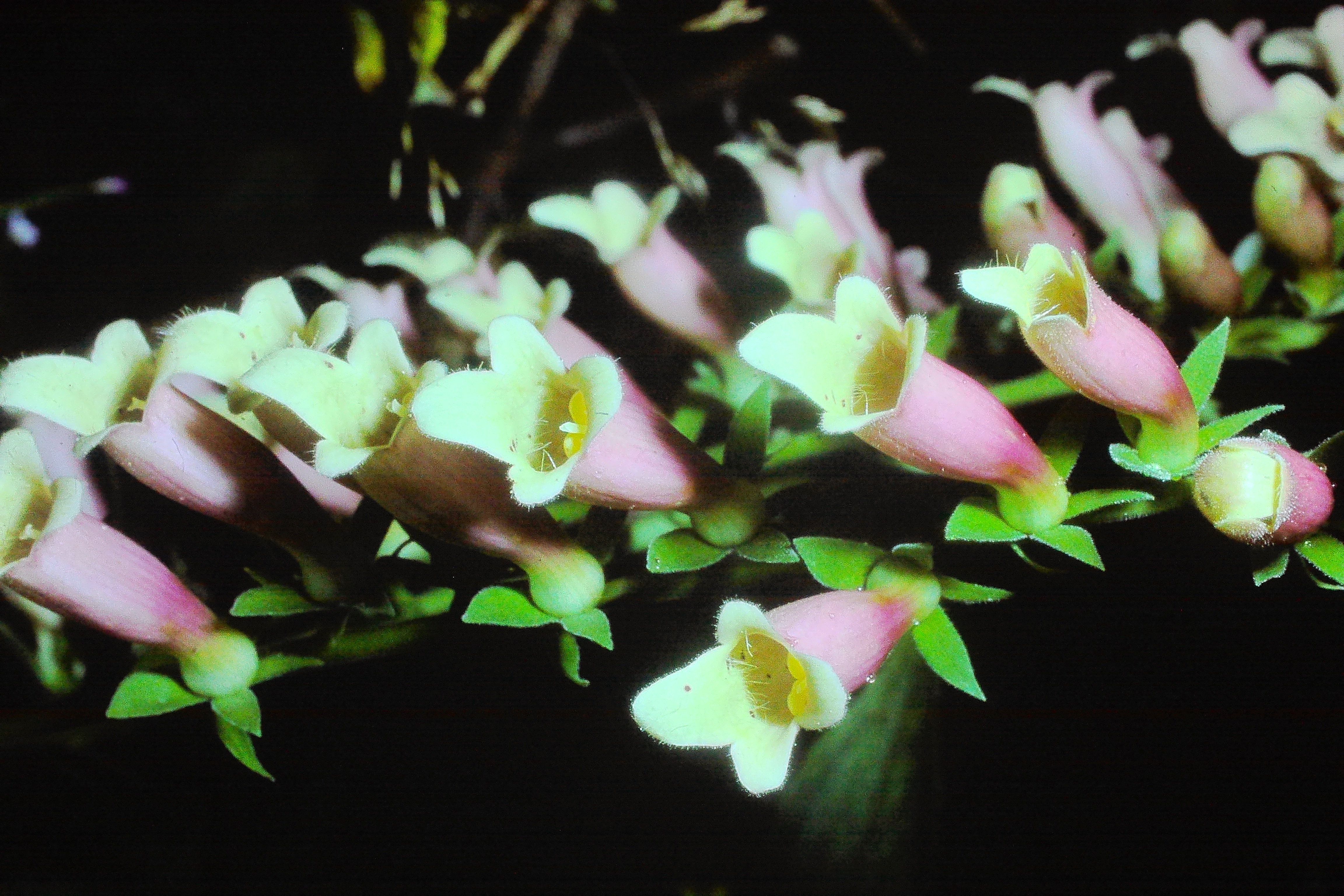 digitalisluteaxpurpureaaug80PICT01532a