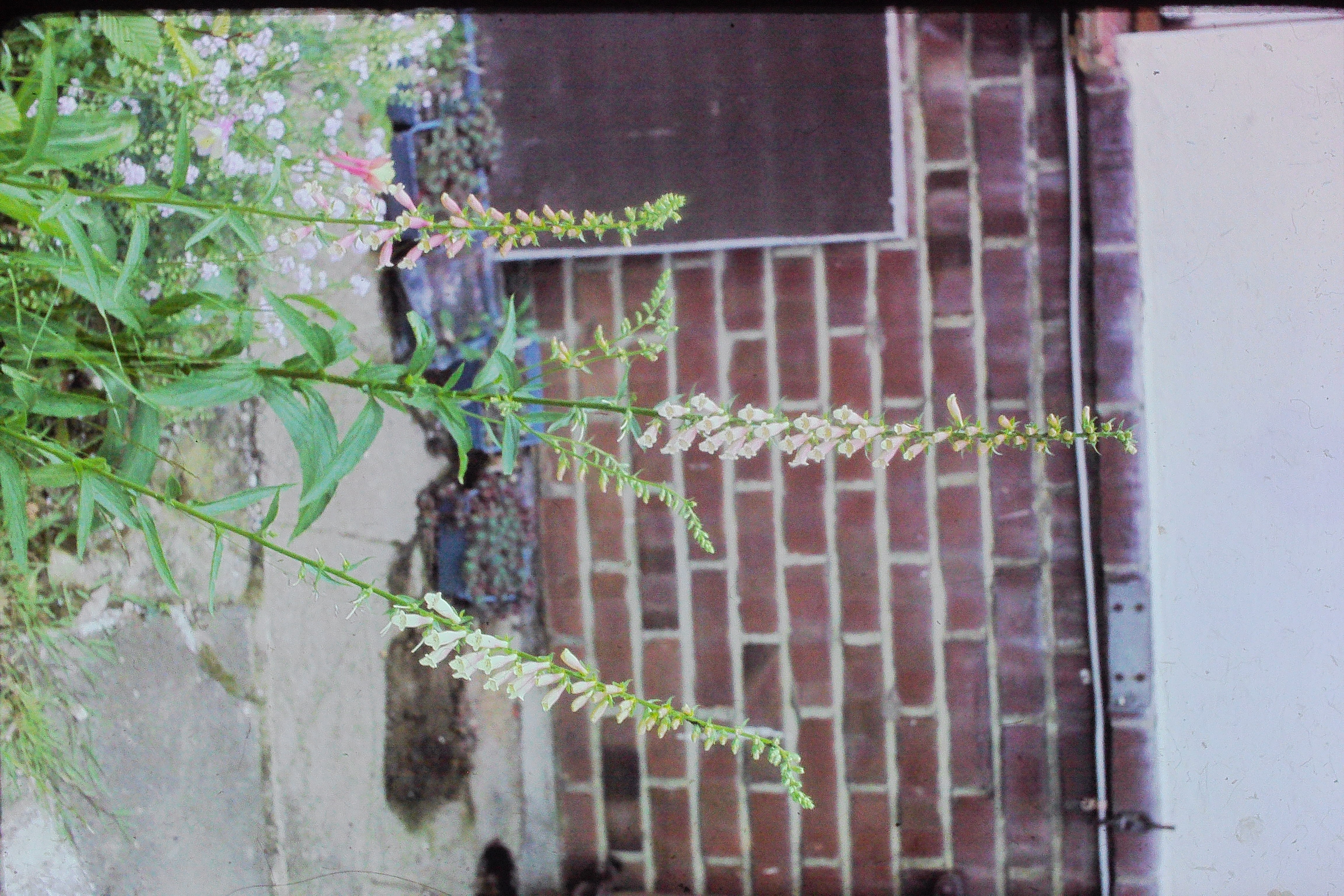 digitalisluteaxpurpureajul79PICT01534a