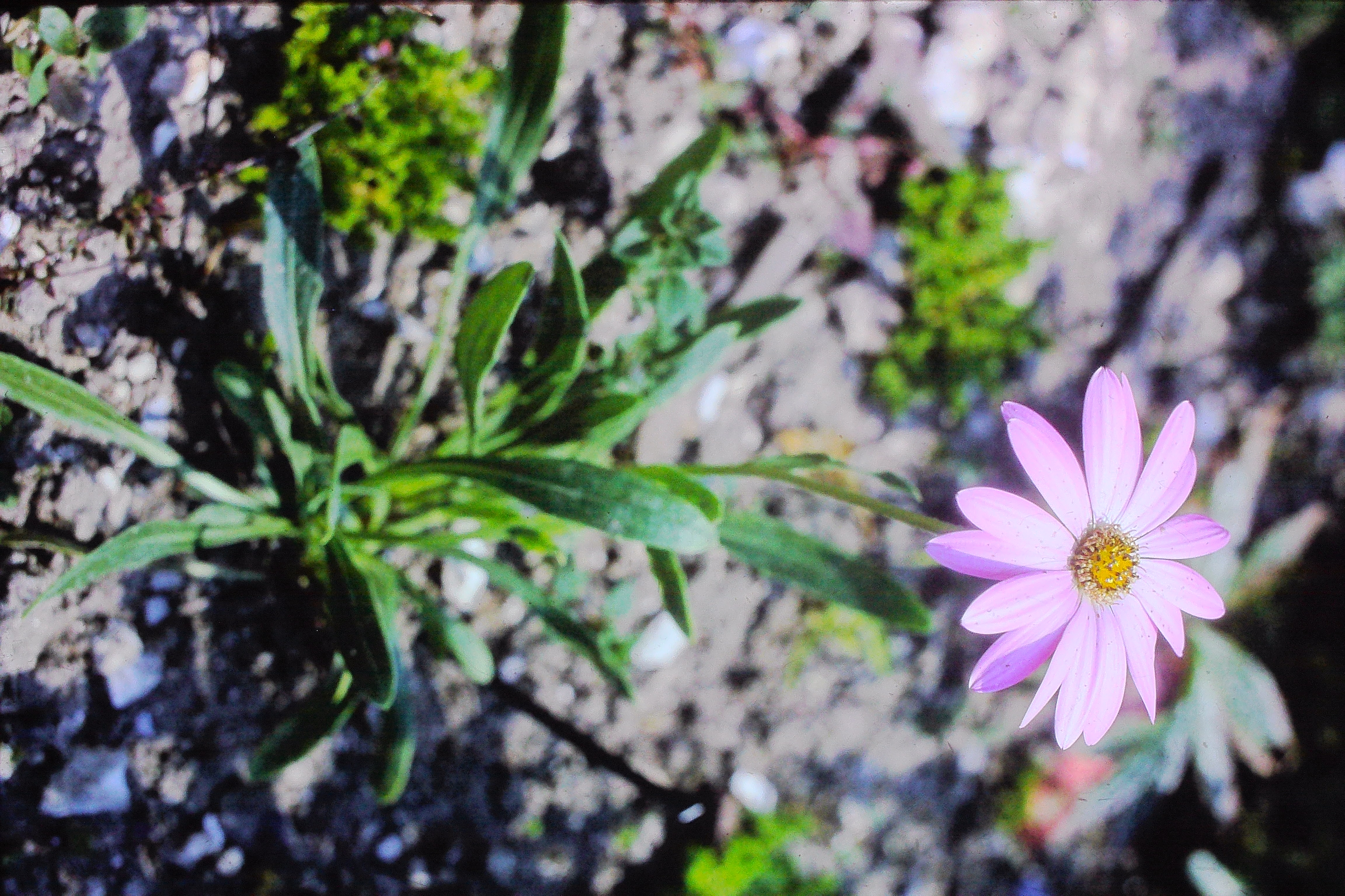 dimorphothecabarberiaePICT01551a