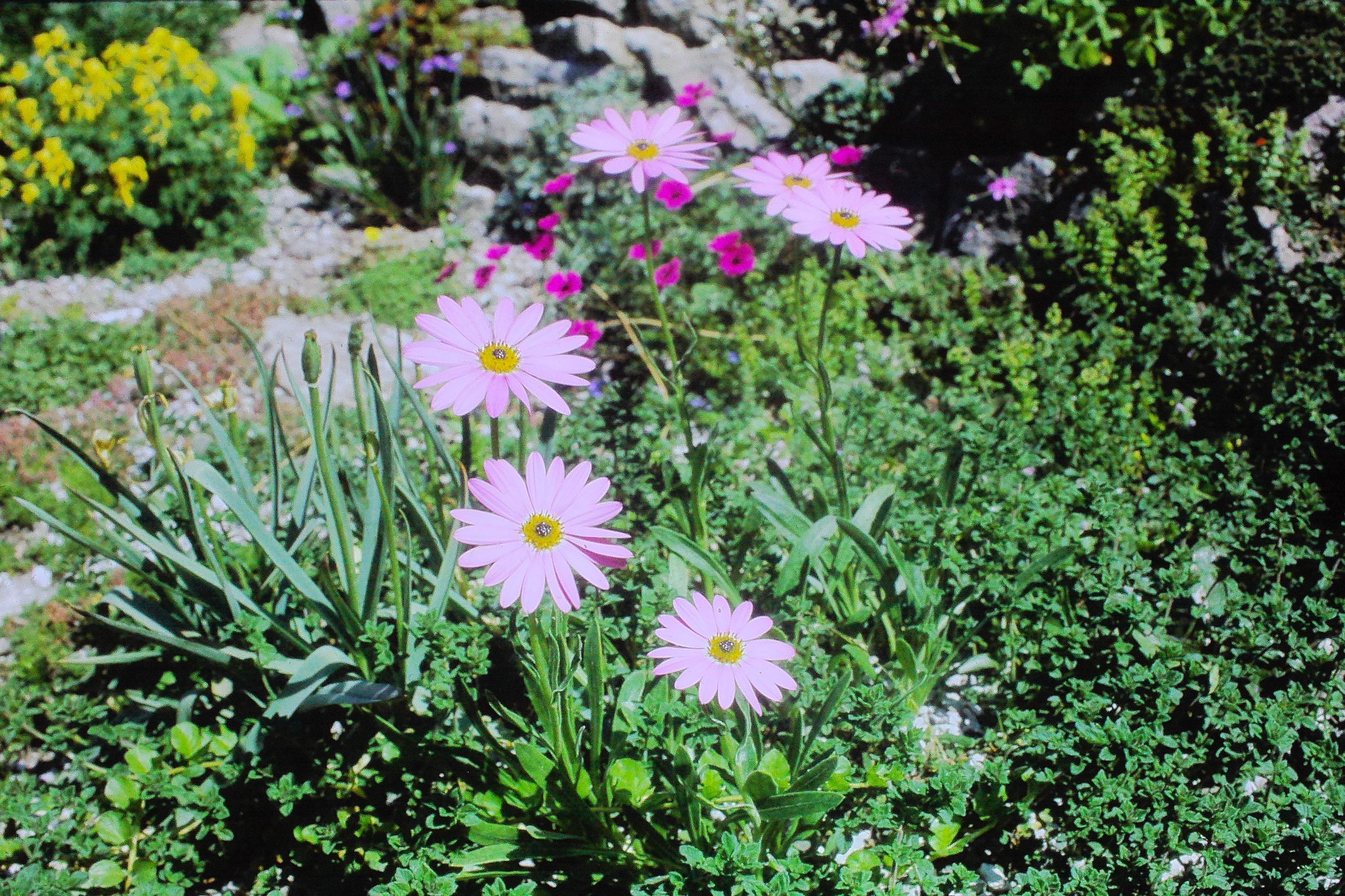 dimorphothecabarberiaePICT01554a