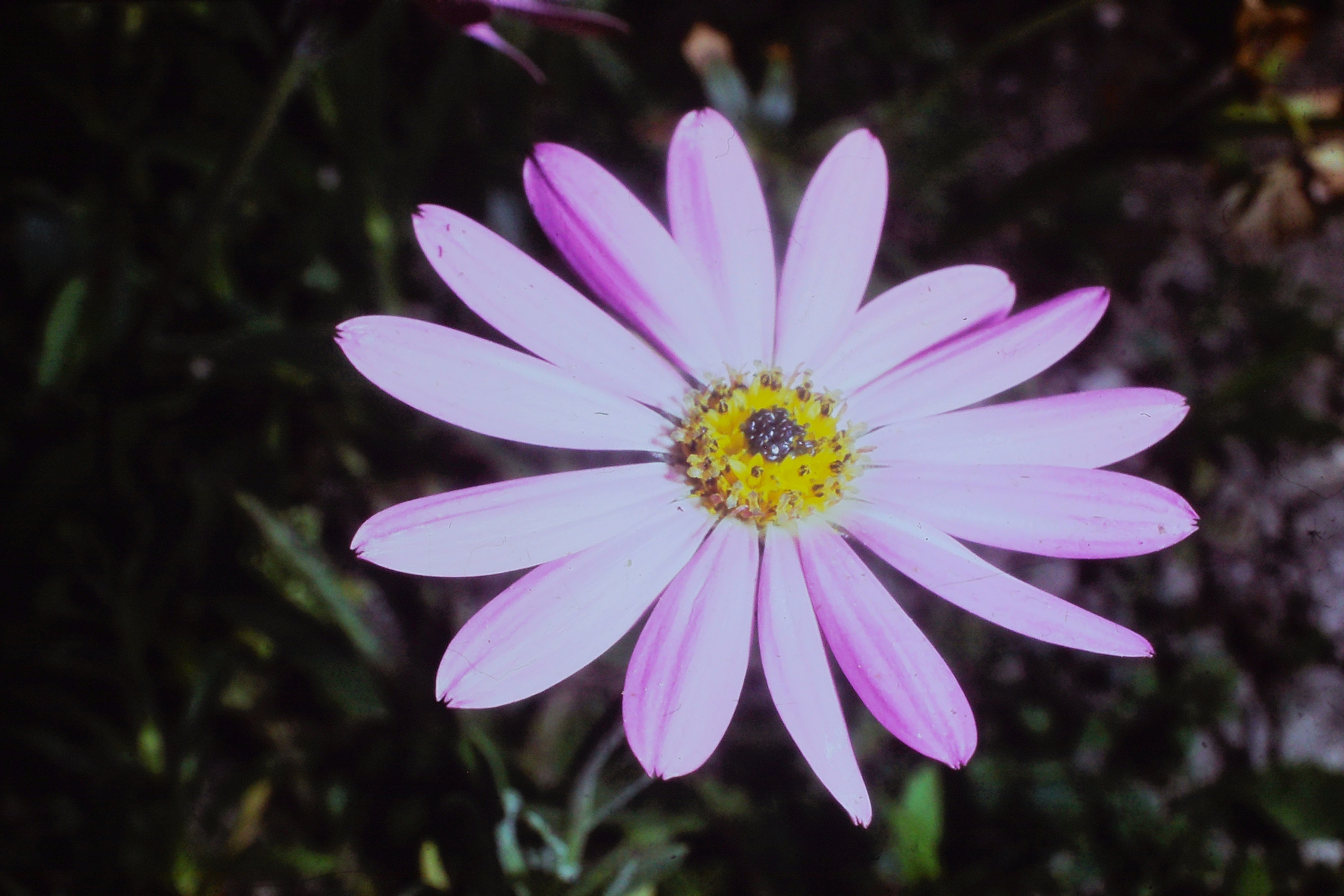 dimorphothecabarberiaejun73PICT01548a