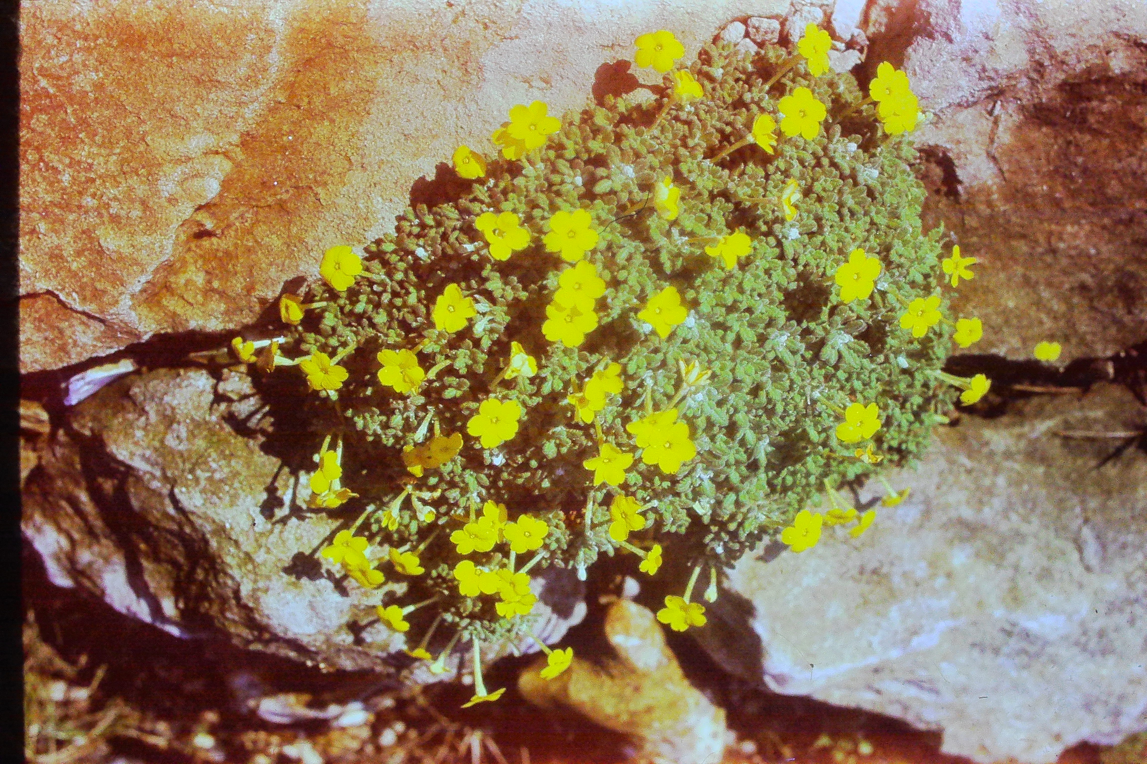 dionysiaaretioidesPICT01560a